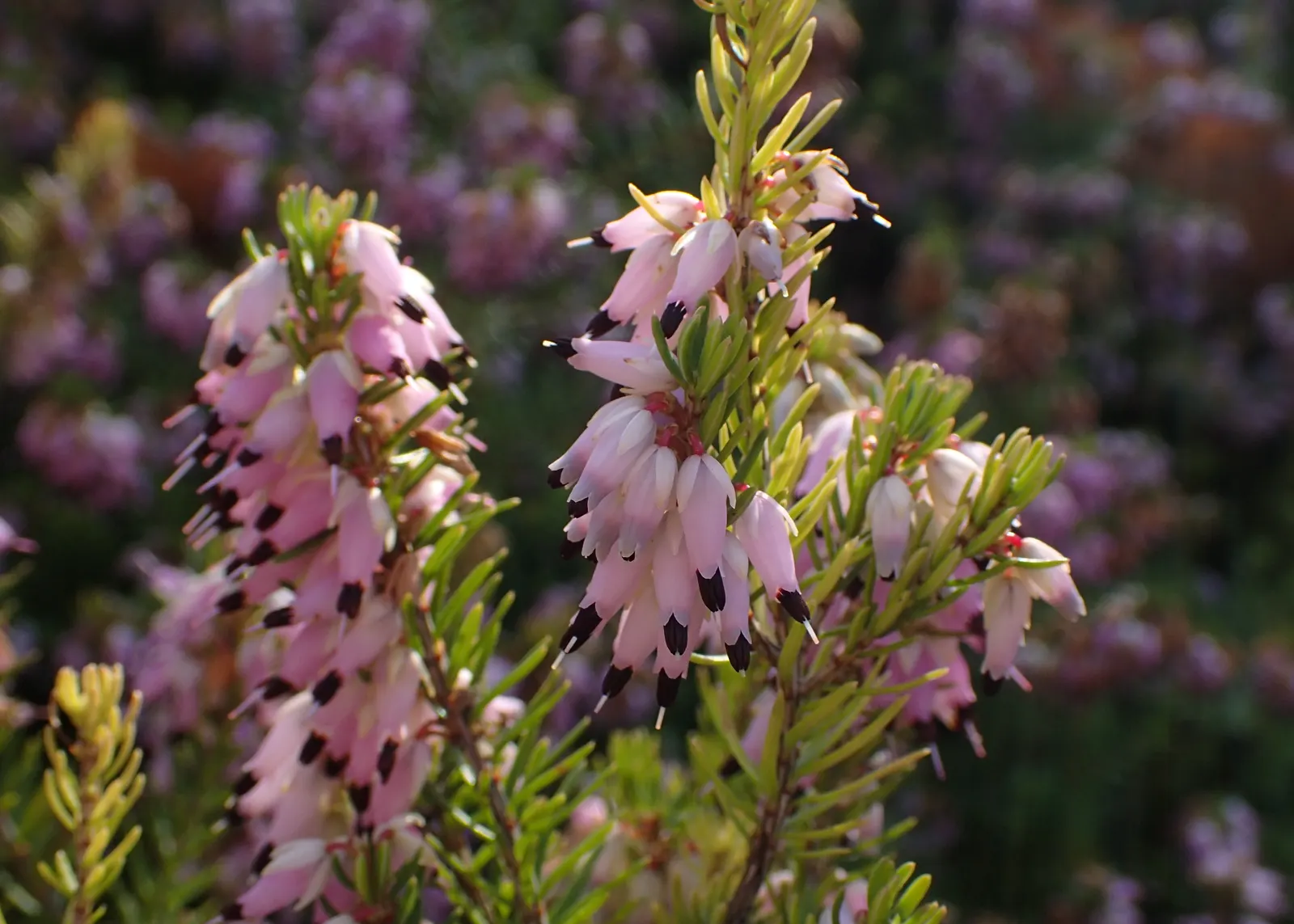 Winter Heath (Erica Carnea) — mounding form that makes it ideal for use as ground cover or as a border plant; its needle-like foliage creates, image 85