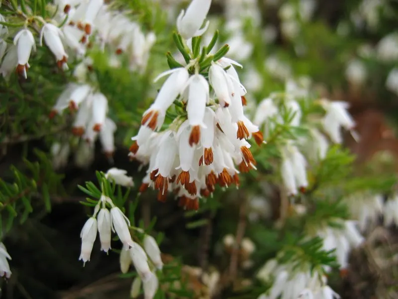 Winter Heath (Erica Carnea) — Preferring full sun to partial shade; they thrive in full sun to partial shade and need little maintenance once, image 43