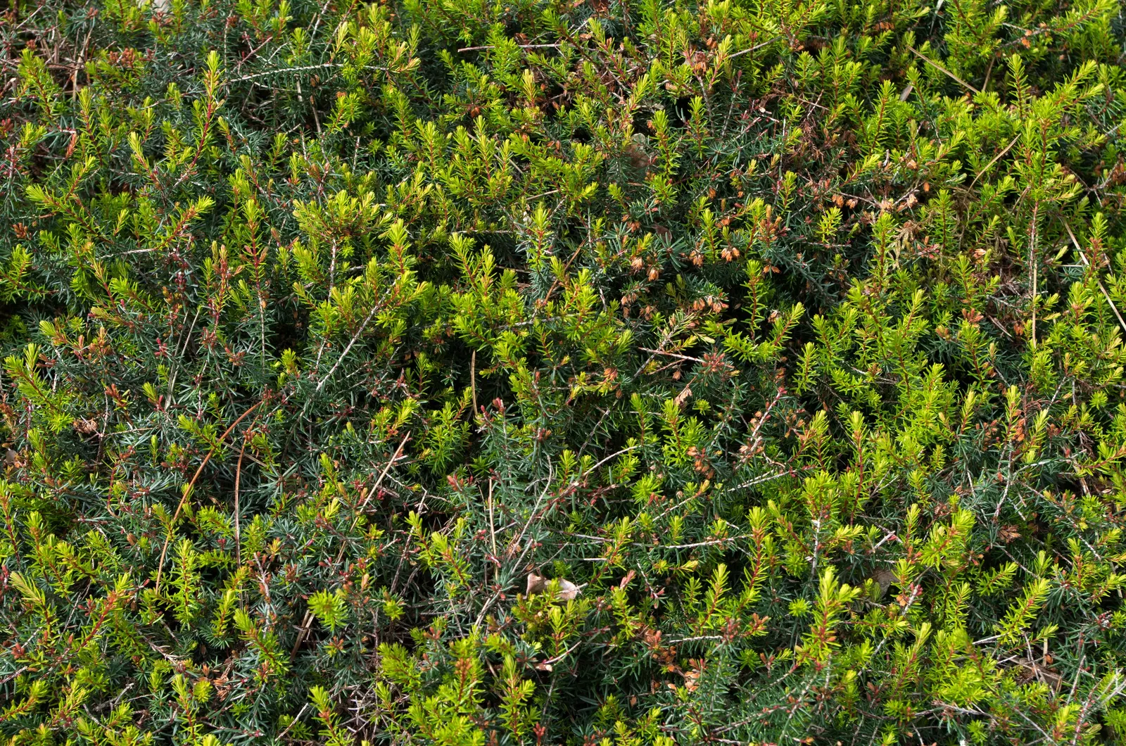 Winter Heath (Erica Carnea) — This hardy plant is known for its remarkable ability to flourish even during the coldest months