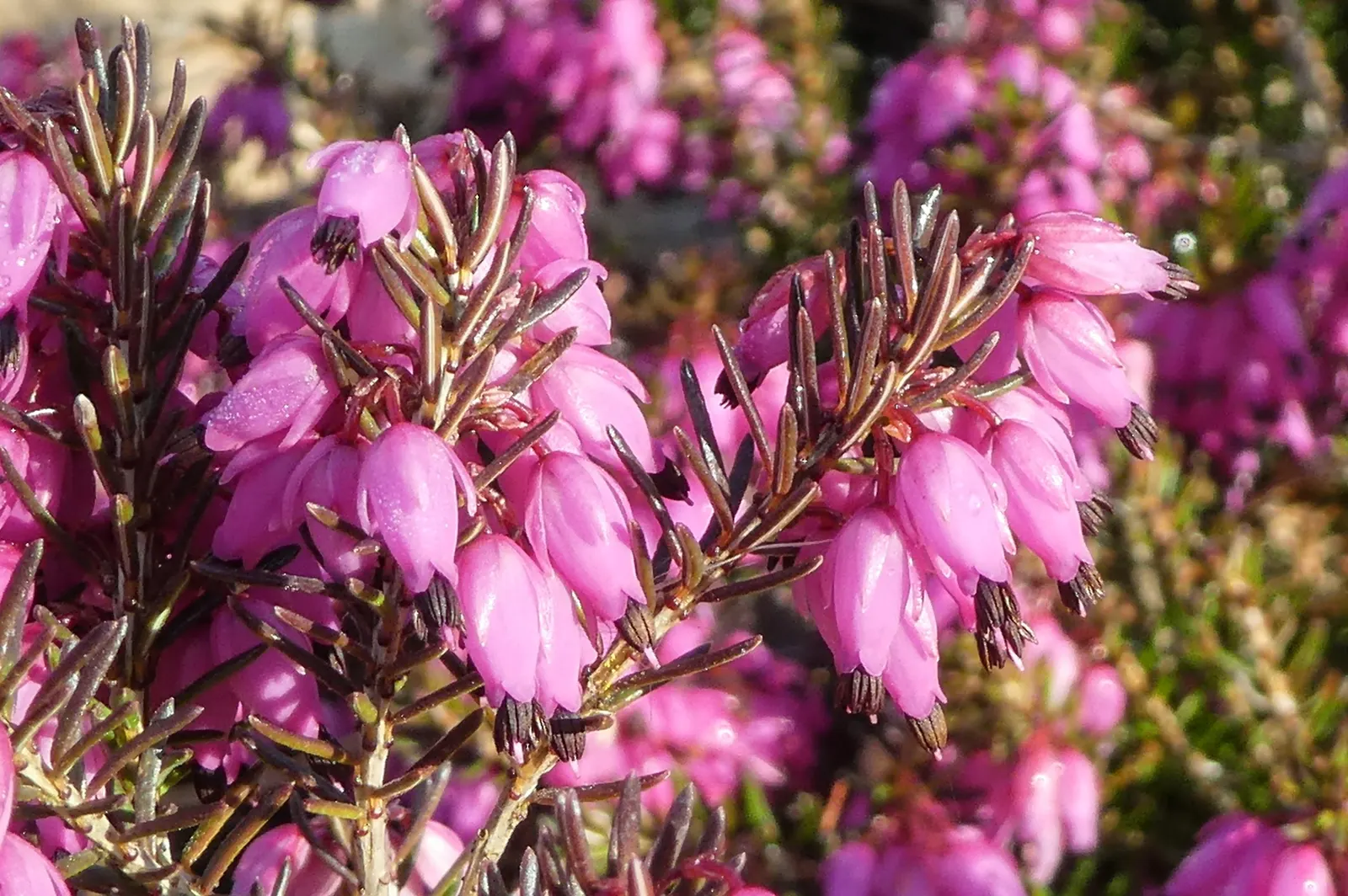 Winter Heath (Erica Carnea) — plant Winter Heath in well-drained; preferring full sun to partial shade
