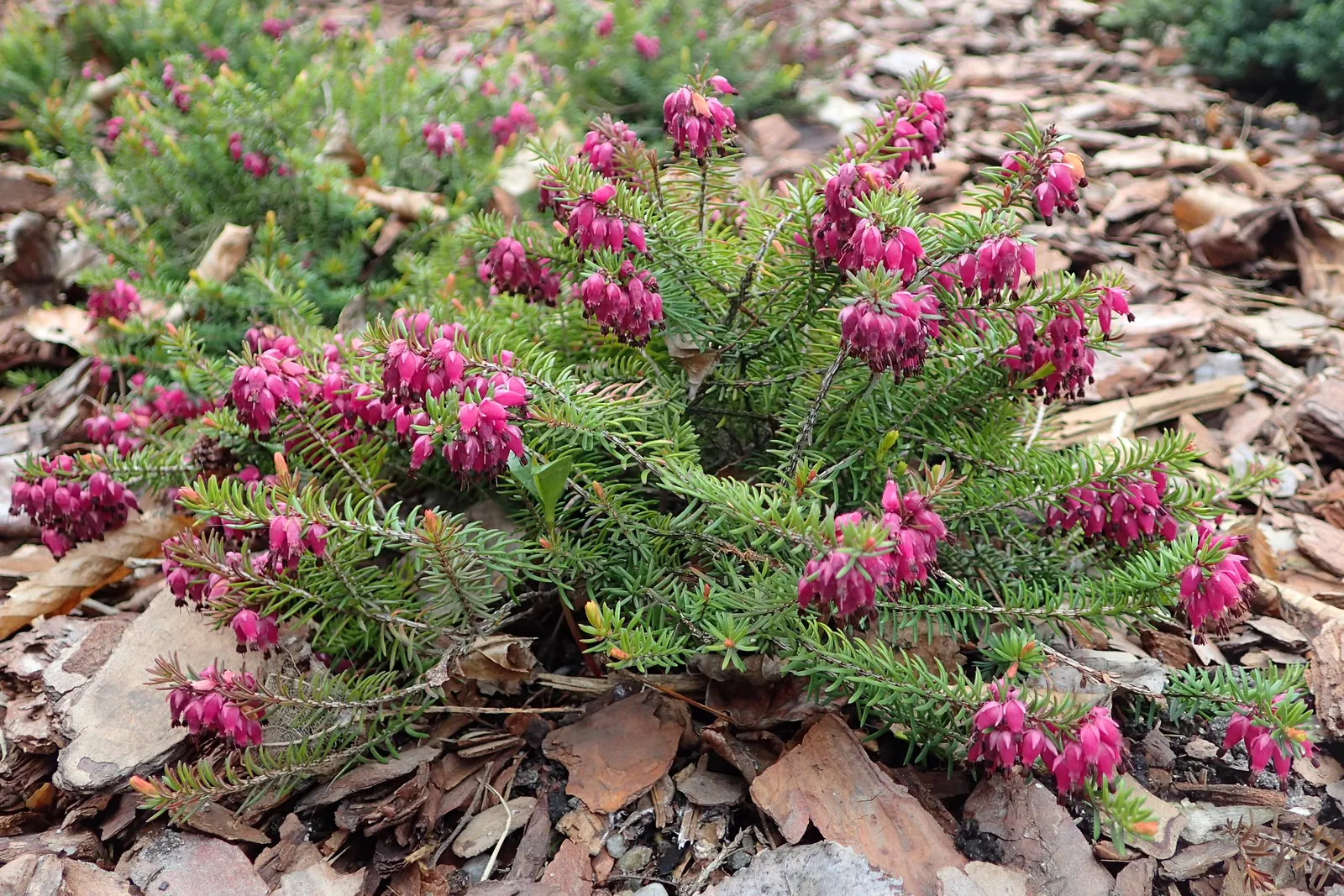 Winter Heath (Erica Carnea) — decorating the plant from late December through April; pink and white flowers in the garden, image 49