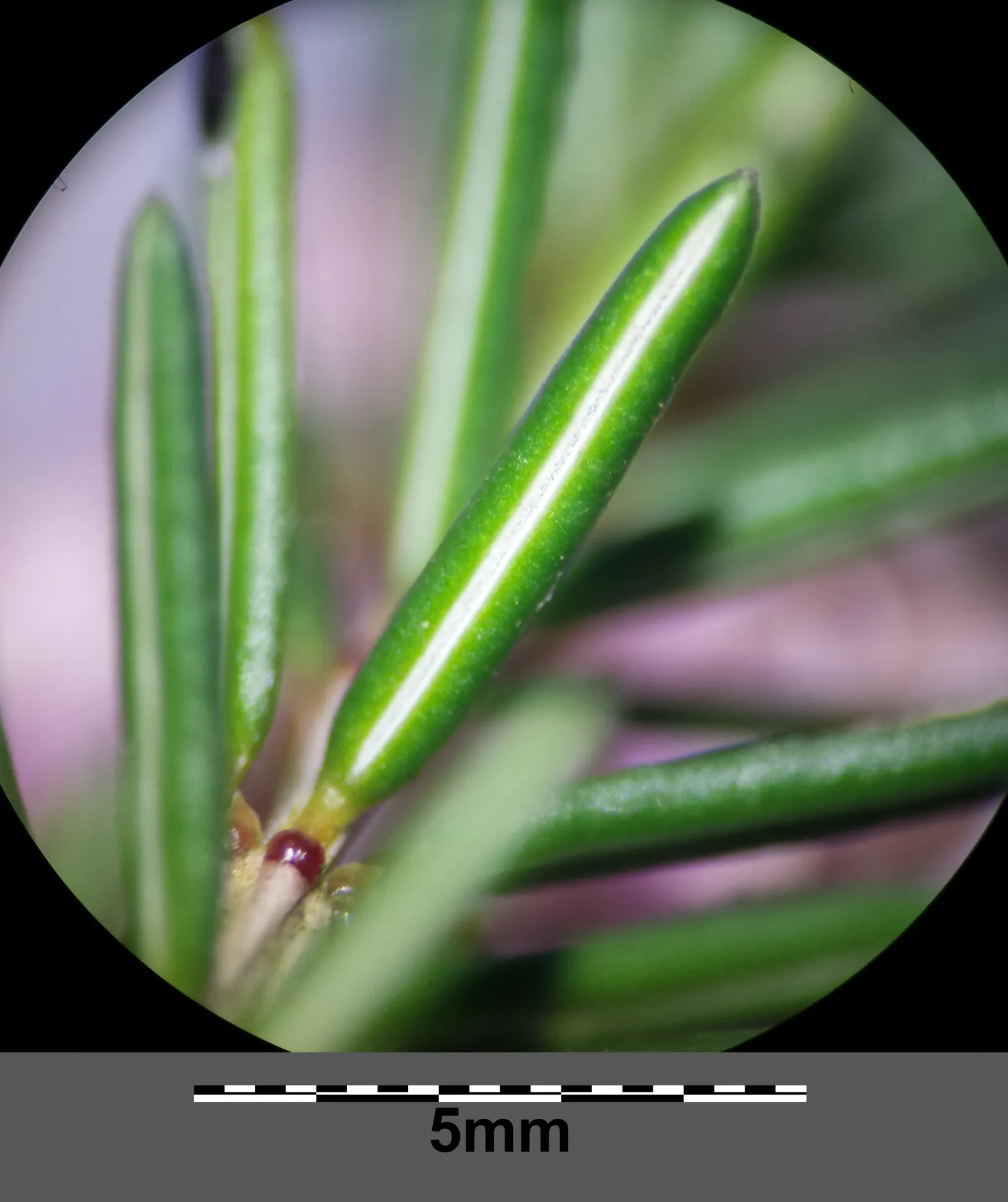 Winter Heath (Erica Carnea) — Its needle-like foliage creates year-round interest; ground cover / shrub with pink and white blooms, image 41