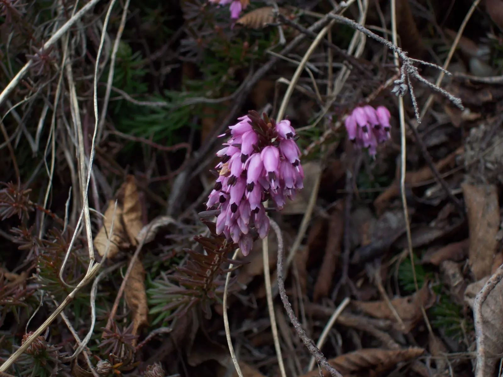 Winter Heath (Erica Carnea) — Thriving in well-drained acidic soil, it reaches heights of 6-12 inches with a spread of up to 24 inches; this hardy plant is