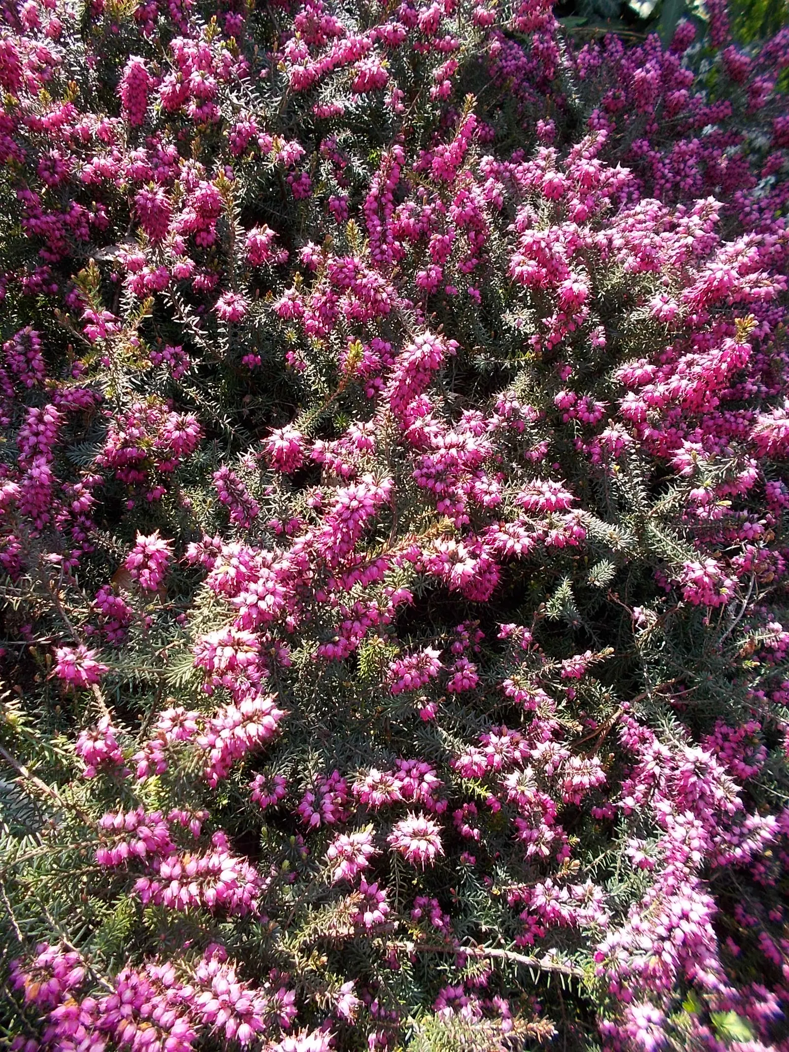 Winter Heath (Erica Carnea) — mounding form that makes it ideal for use as ground cover or as a border plant