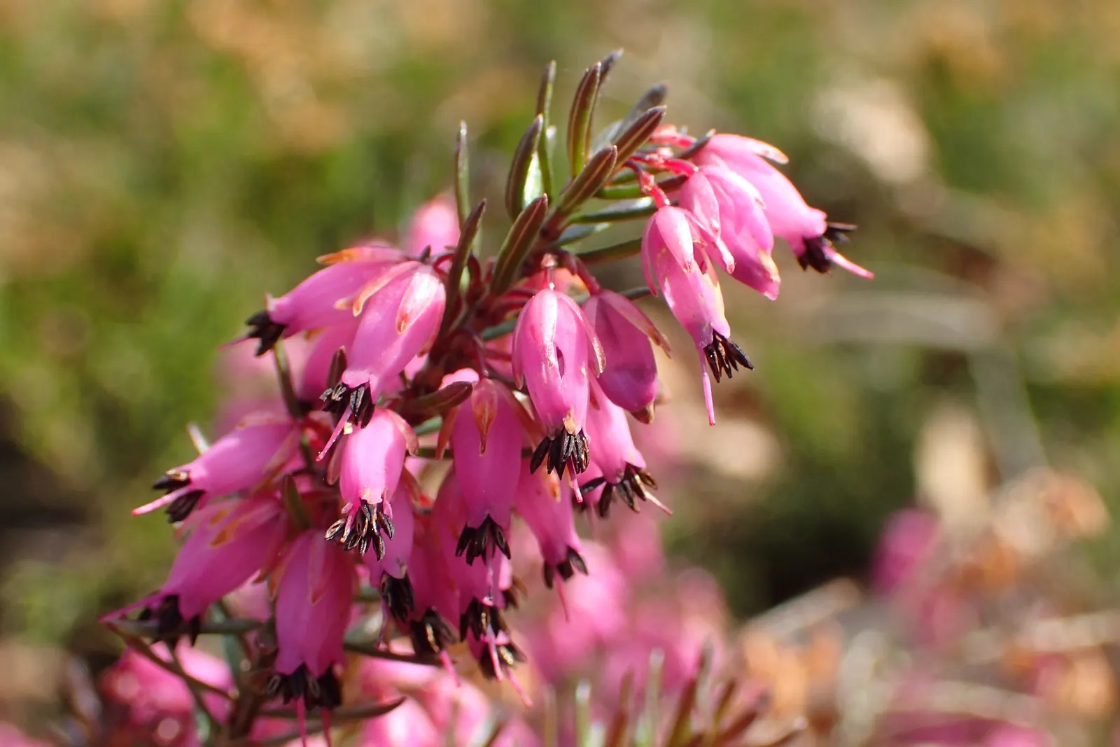 Winter Heath (Erica Carnea) — these plants are a sturdy; scientifically named Erica carnea, image 72
