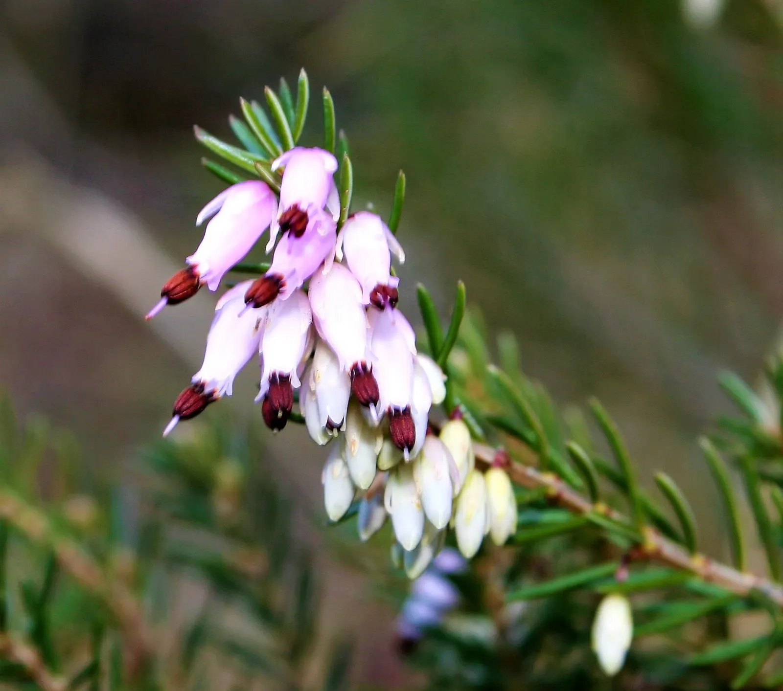 Winter Heath (Erica Carnea) — Winter Heath (Erica carnea) is an evergreen sub-shrub; thriving in well-drained acidic soil, it reaches heights of, image 77