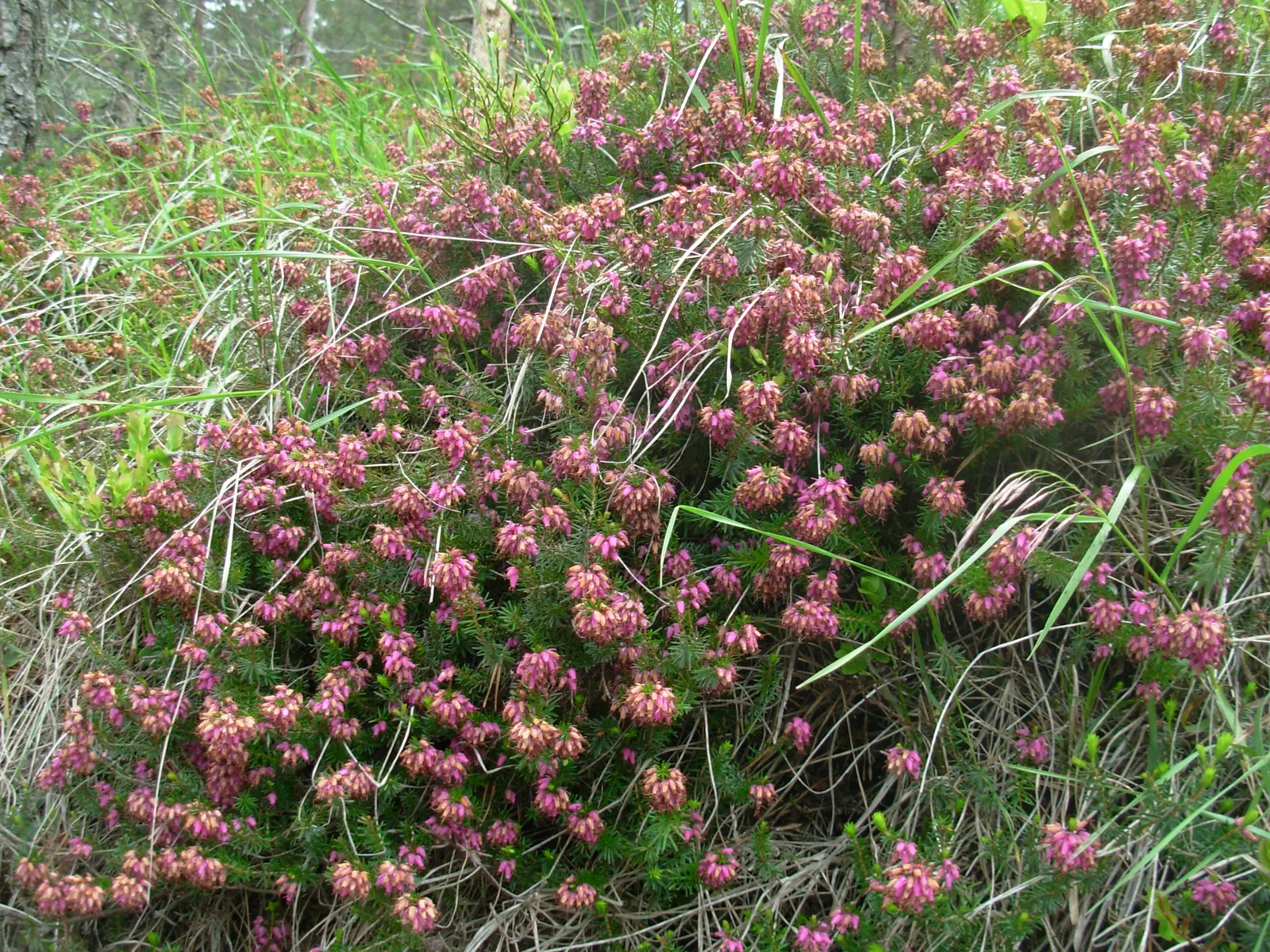 Winter Heath (Erica Carnea) — Preferring full sun to partial shade; they thrive in full sun to partial shade and need little maintenance once, image 81