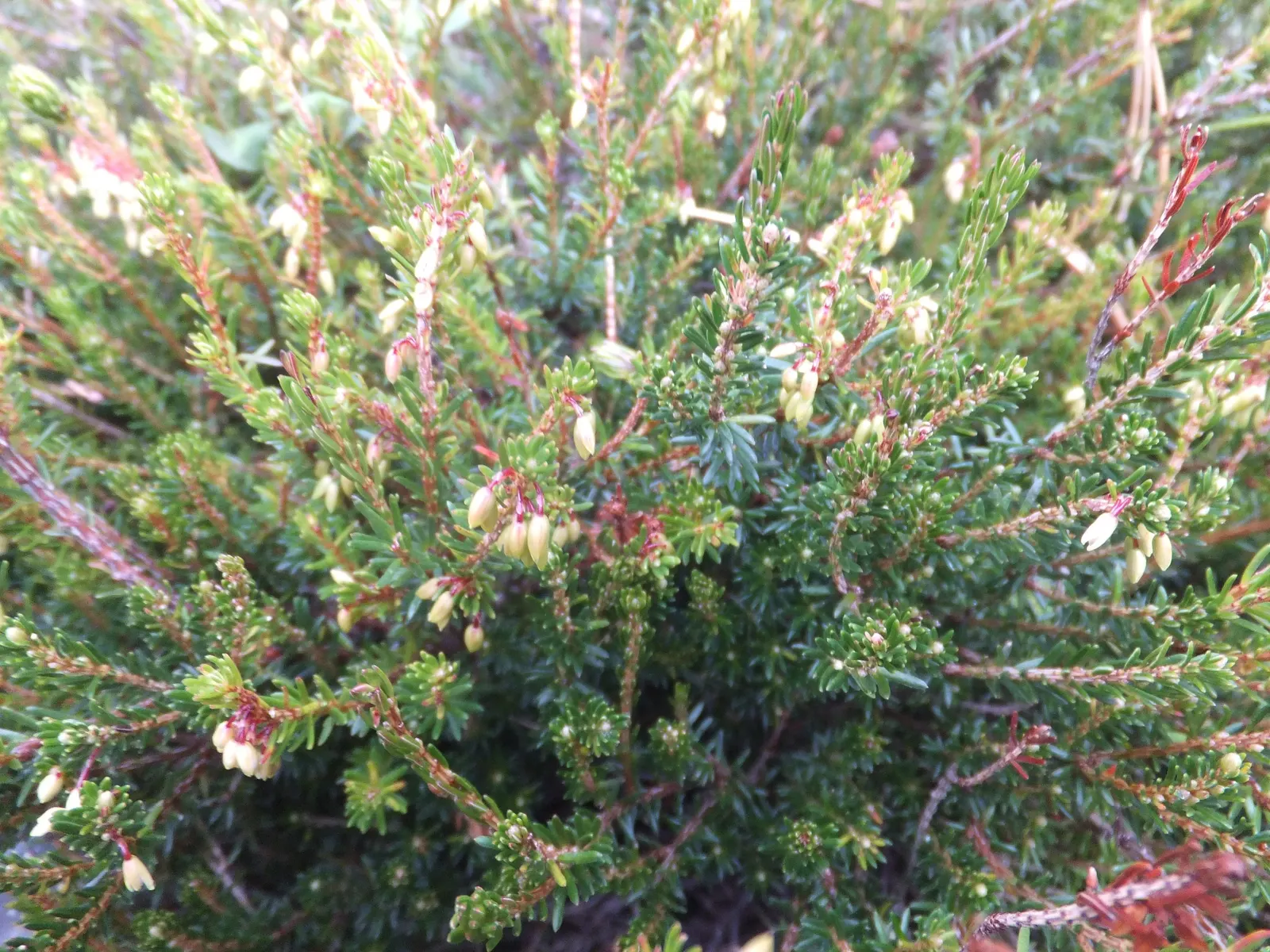 Winter Heath (Erica Carnea) — The needle-like foliage remains a rich green throughout the year