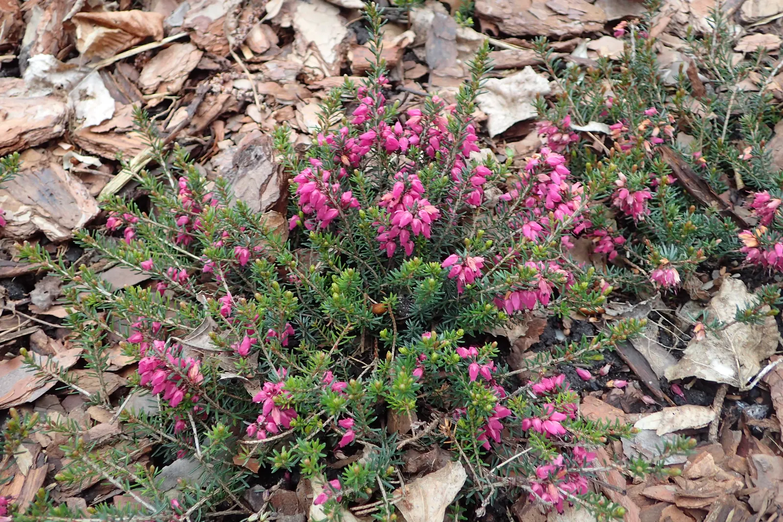 Winter Heath (Erica Carnea) — ground cover / shrub with pink and white blooms; mounding form that makes it ideal for use as ground cover or as a border plant