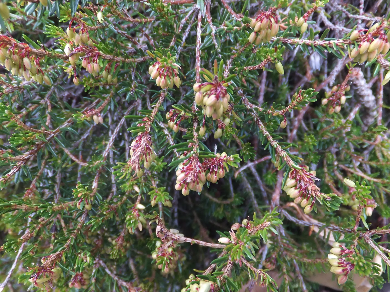Winter Heath (Erica Carnea) — They thrive in full sun to partial shade and need little maintenance once established; plant Winter Heath in well-drained
