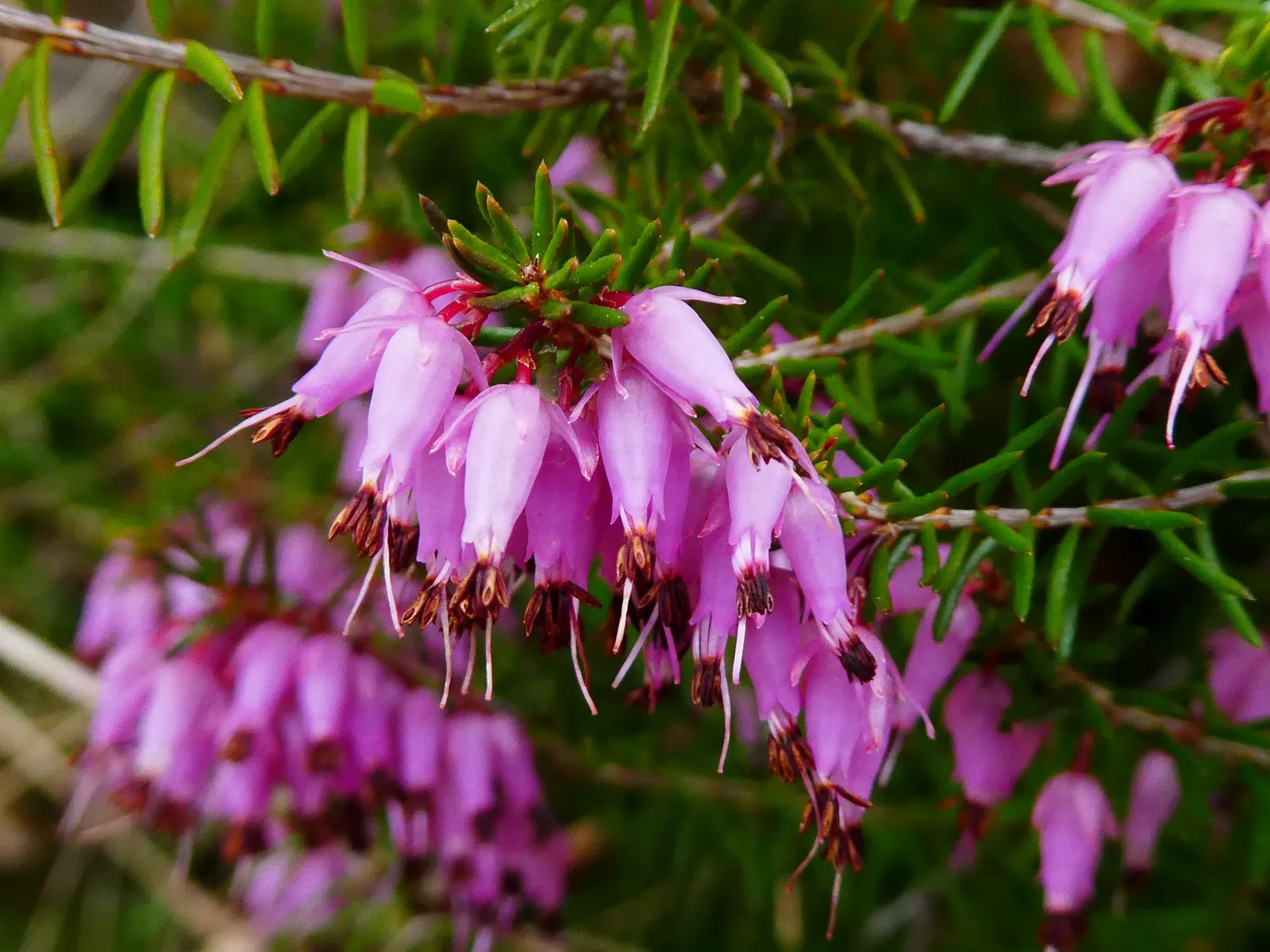 Winter Heath (Erica Carnea) — Thriving in well-drained acidic soil, it reaches heights of 6-12 inches with a spread of up to 24 inches