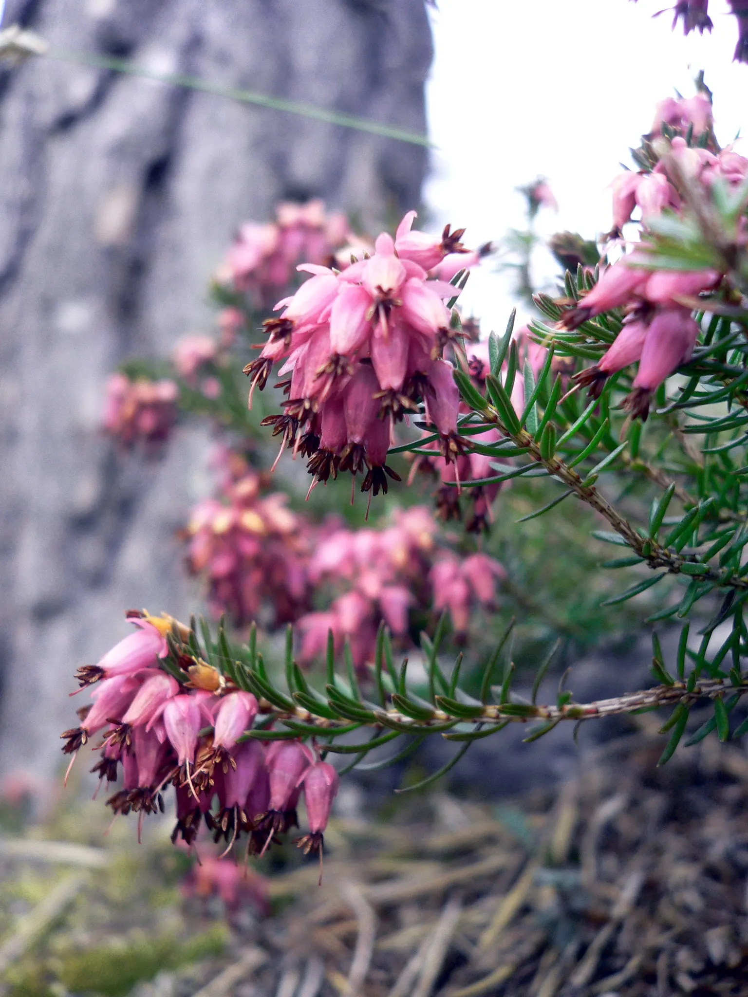Winter Heath (Erica Carnea) — They thrive in full sun to partial shade and need little maintenance once established; plant Winter Heath in, image 51