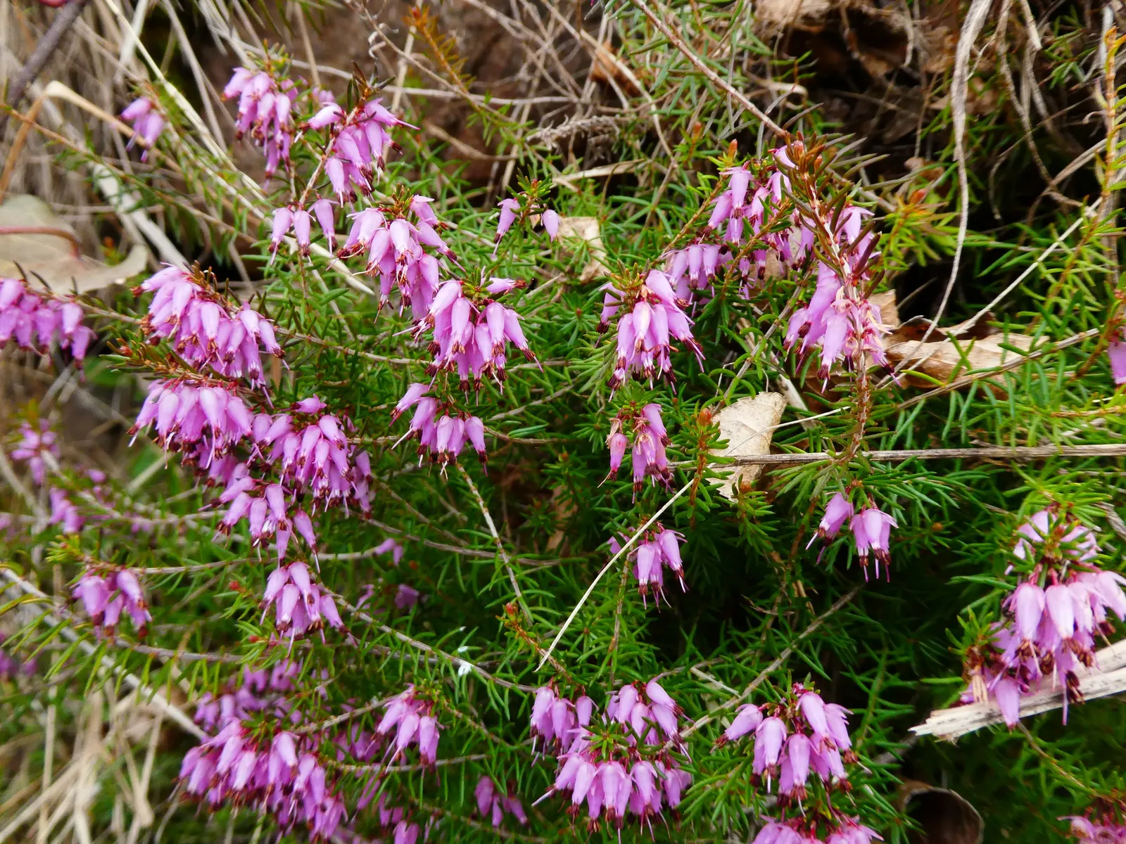 Winter Heath (Erica Carnea) — With their tolerance for drought and poor soils