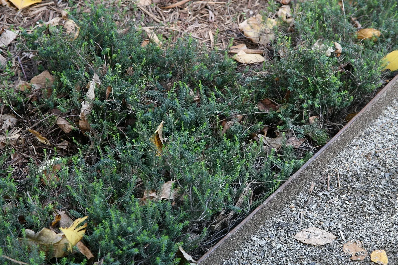 Winter Heath (Erica Carnea) — They thrive in full sun to partial shade and need little maintenance once established