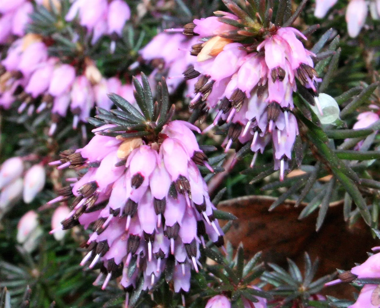 Winter Heath (Erica Carnea) — pink and white flowers in the garden; prized for its vibrant pink to purple flowers that bloom from late winter into, image 93