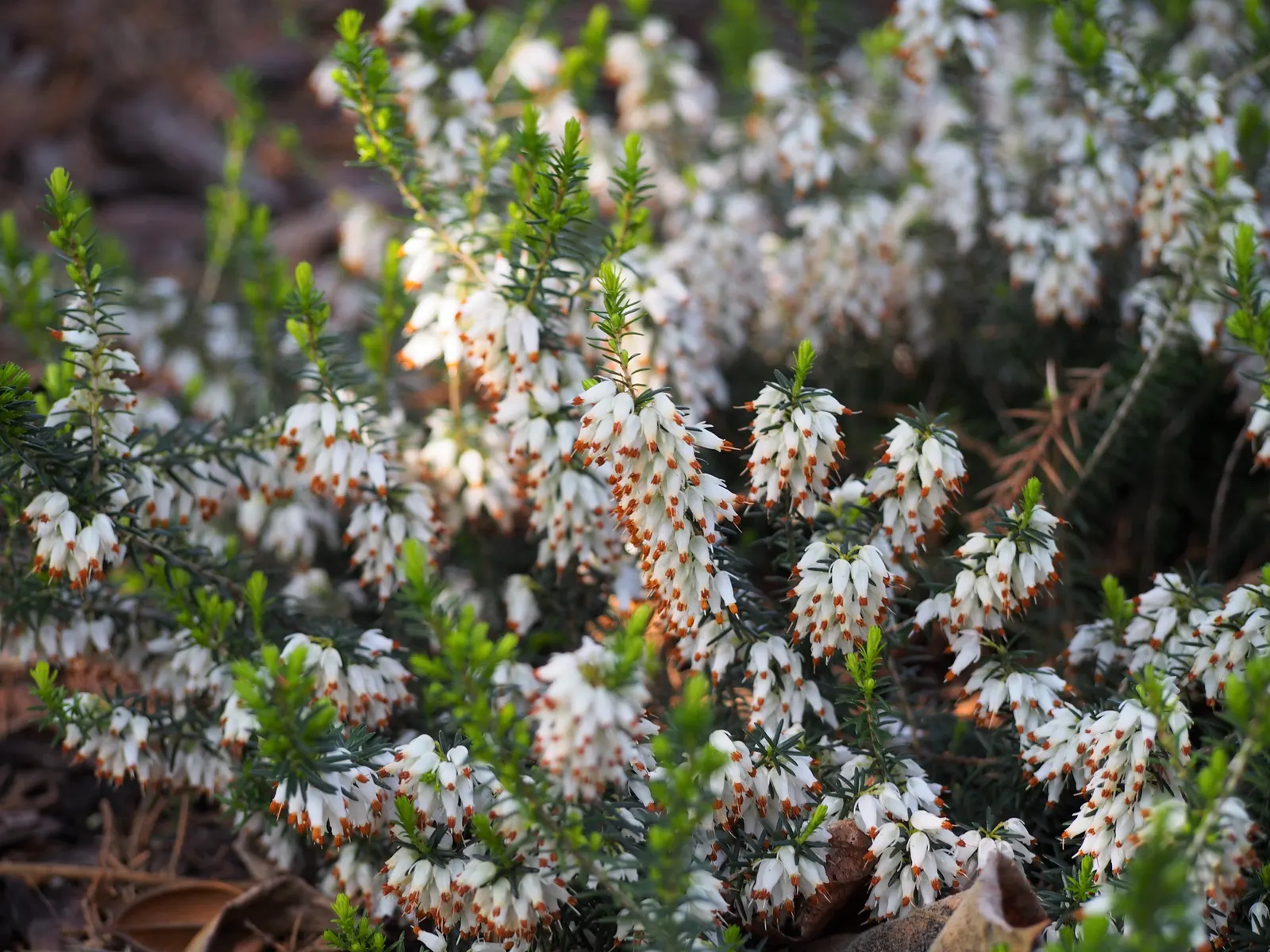 Winter Heath (Erica Carnea) — With their tolerance for drought and poor soils; ground cover / shrub for full or half, image 71