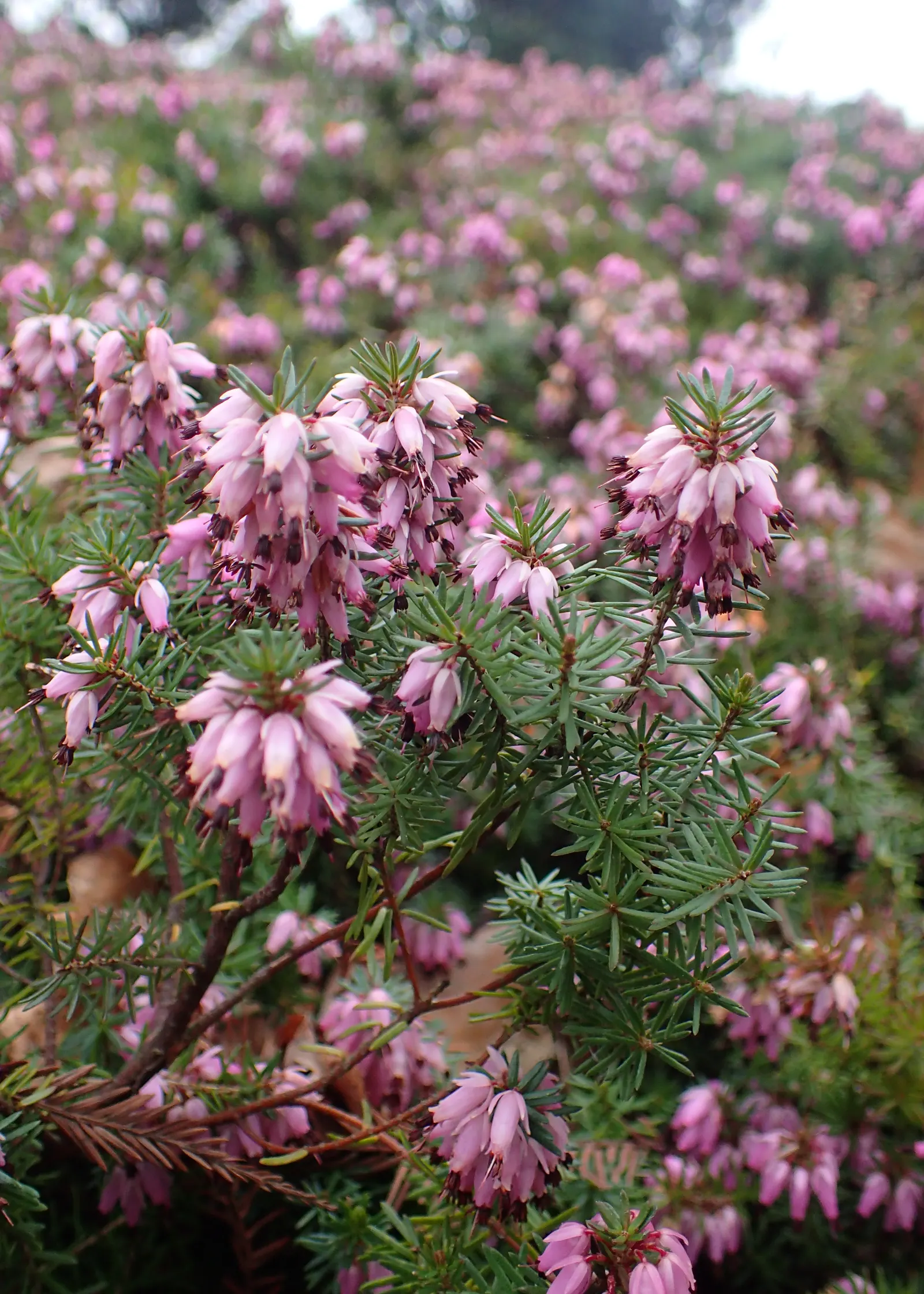 Winter Heath (Erica Carnea) — scientifically named Erica carnea; this hardy plant is known for its remarkable ability to flourish even during the, image 45