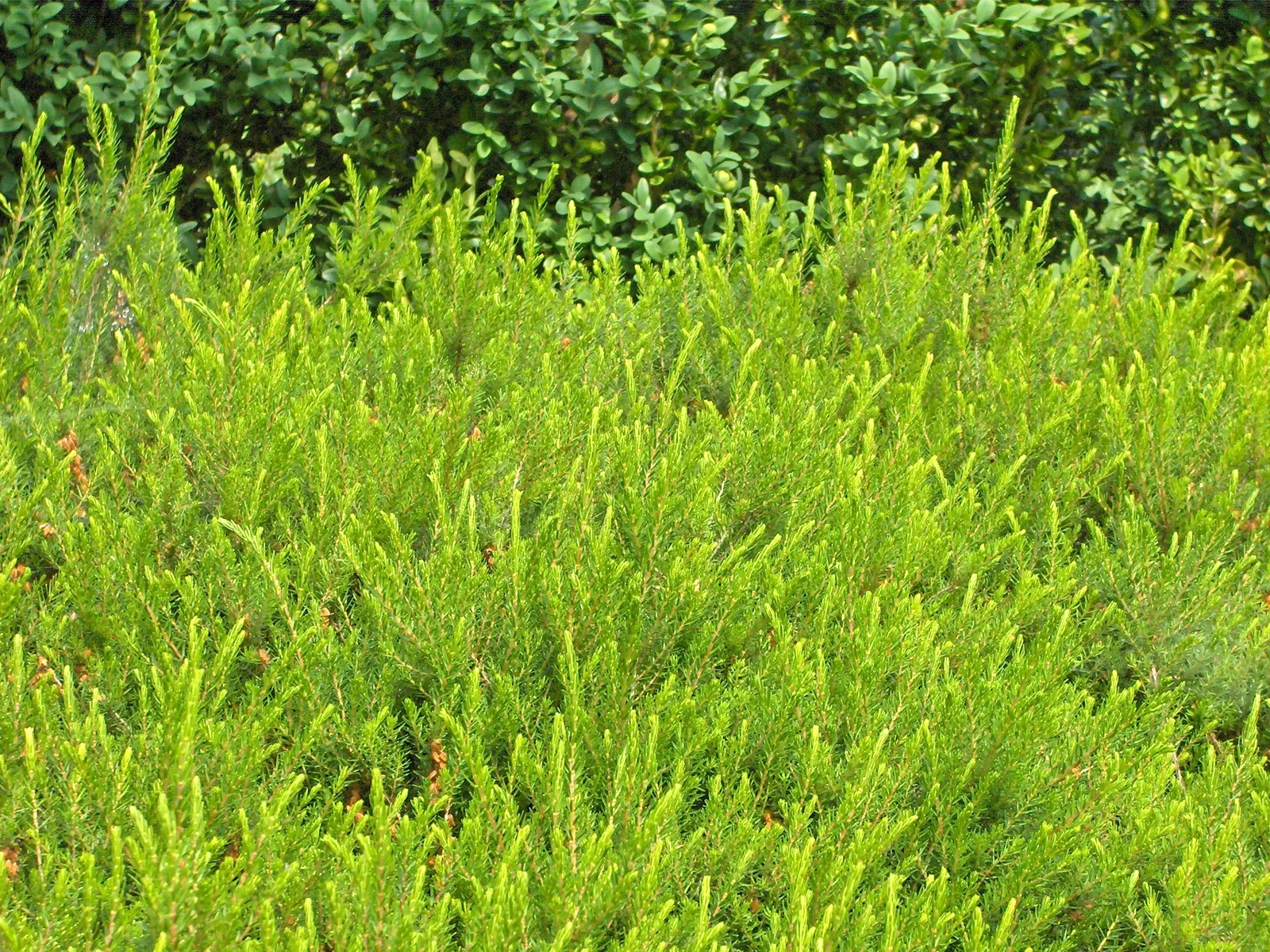 Winter Heath (Erica Carnea) — This hardy plant is known for its remarkable ability to flourish even during the coldest months; these plants are a, image 65