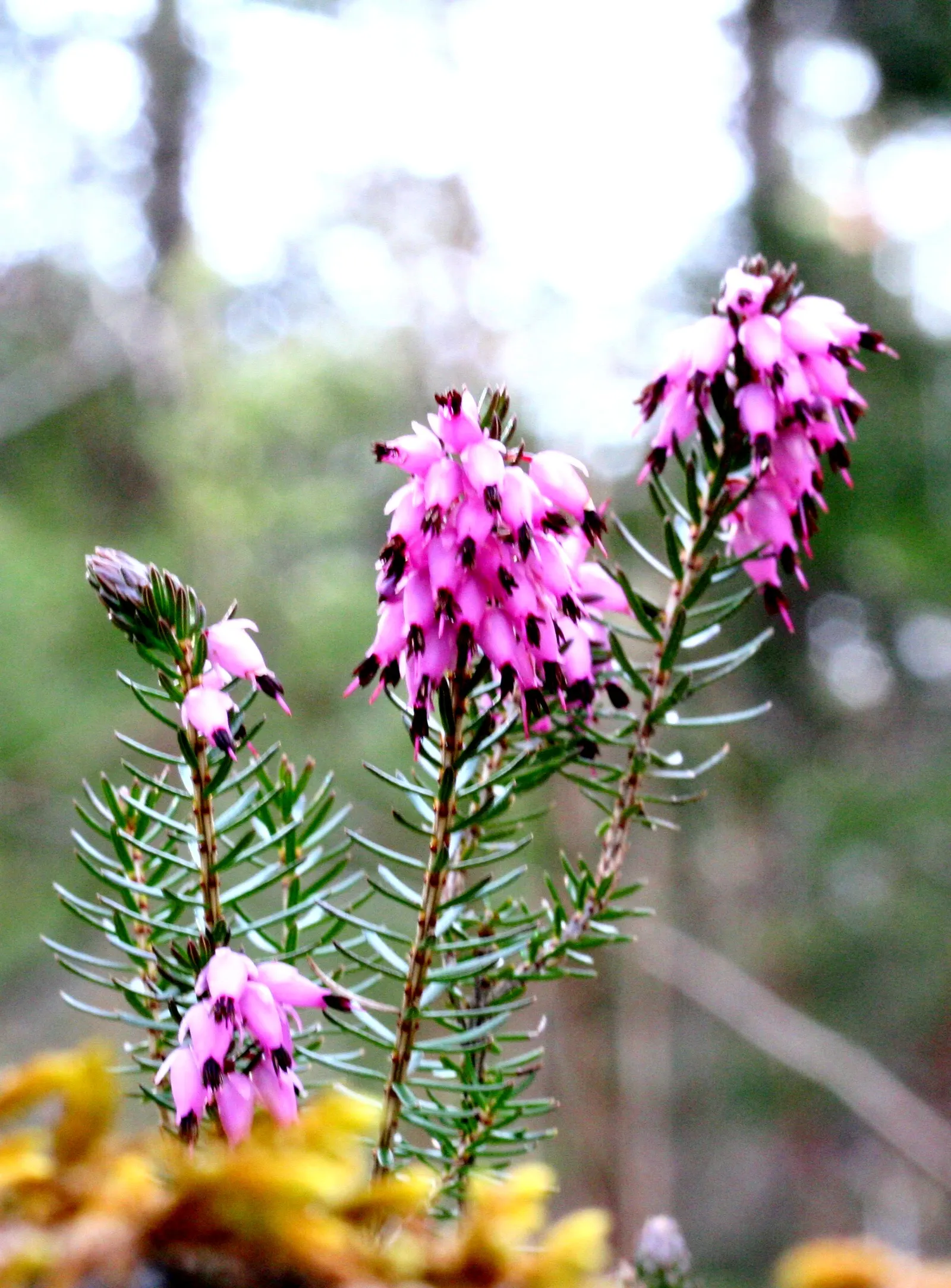Winter Heath (Erica Carnea) — Winter Heath (Erica carnea) is an evergreen sub-shrub; thriving in well-drained acidic soil, it reaches heights of 6-12 inches