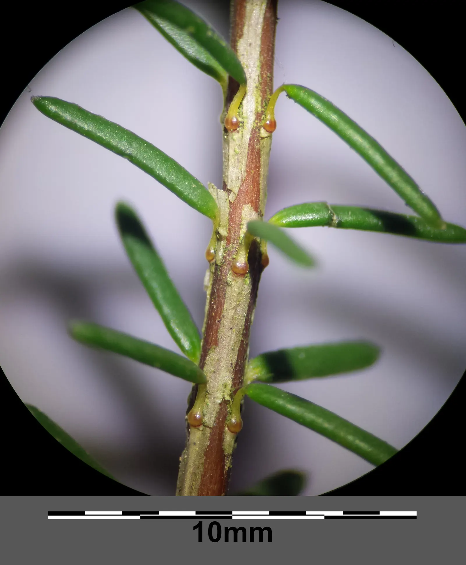 Winter Heath (Erica Carnea) — Thriving in well-drained acidic soil, it reaches heights of 6-12 inches with a spread of up to 24 inches; this hardy, image 61