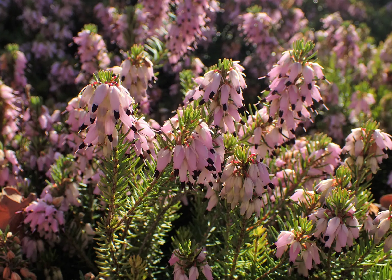 Winter Heath (Erica Carnea) — With their tolerance for drought and poor soils; ground cover / shrub for full or half, image 90