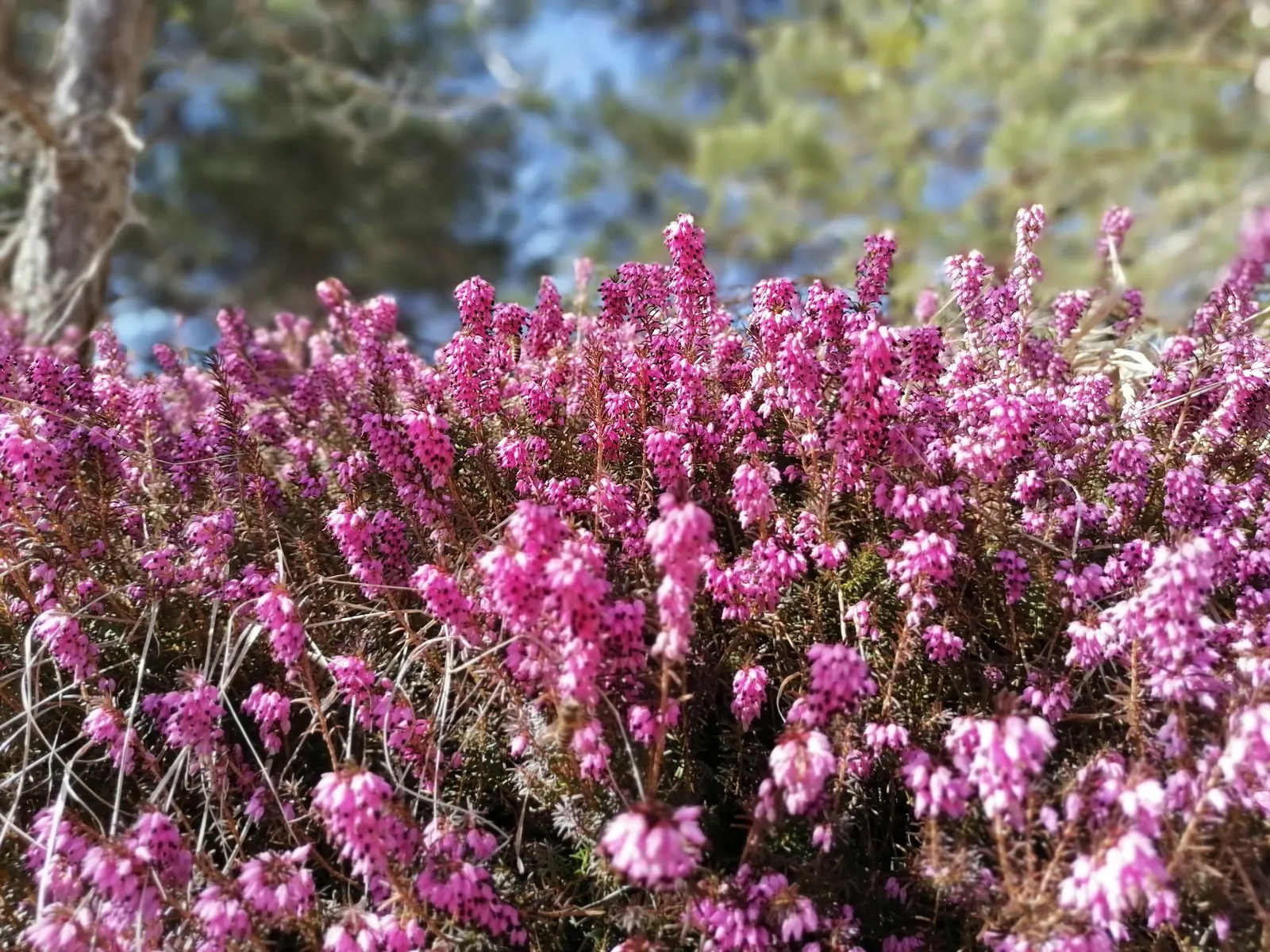 Winter Heath (Erica Carnea) — plant Winter Heath in well-drained; preferring full sun to partial shade, image 88