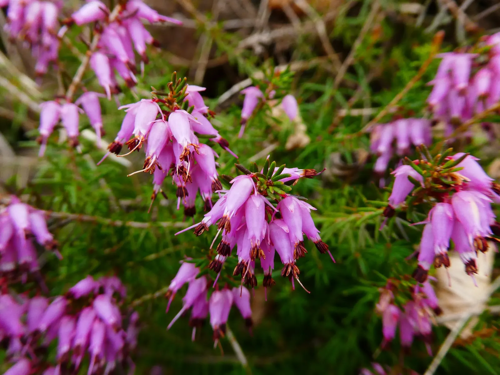 Winter Heath (Erica Carnea) — ground cover / shrub with pink and white blooms; mounding form that makes it ideal for use as ground cover or as a, image 94