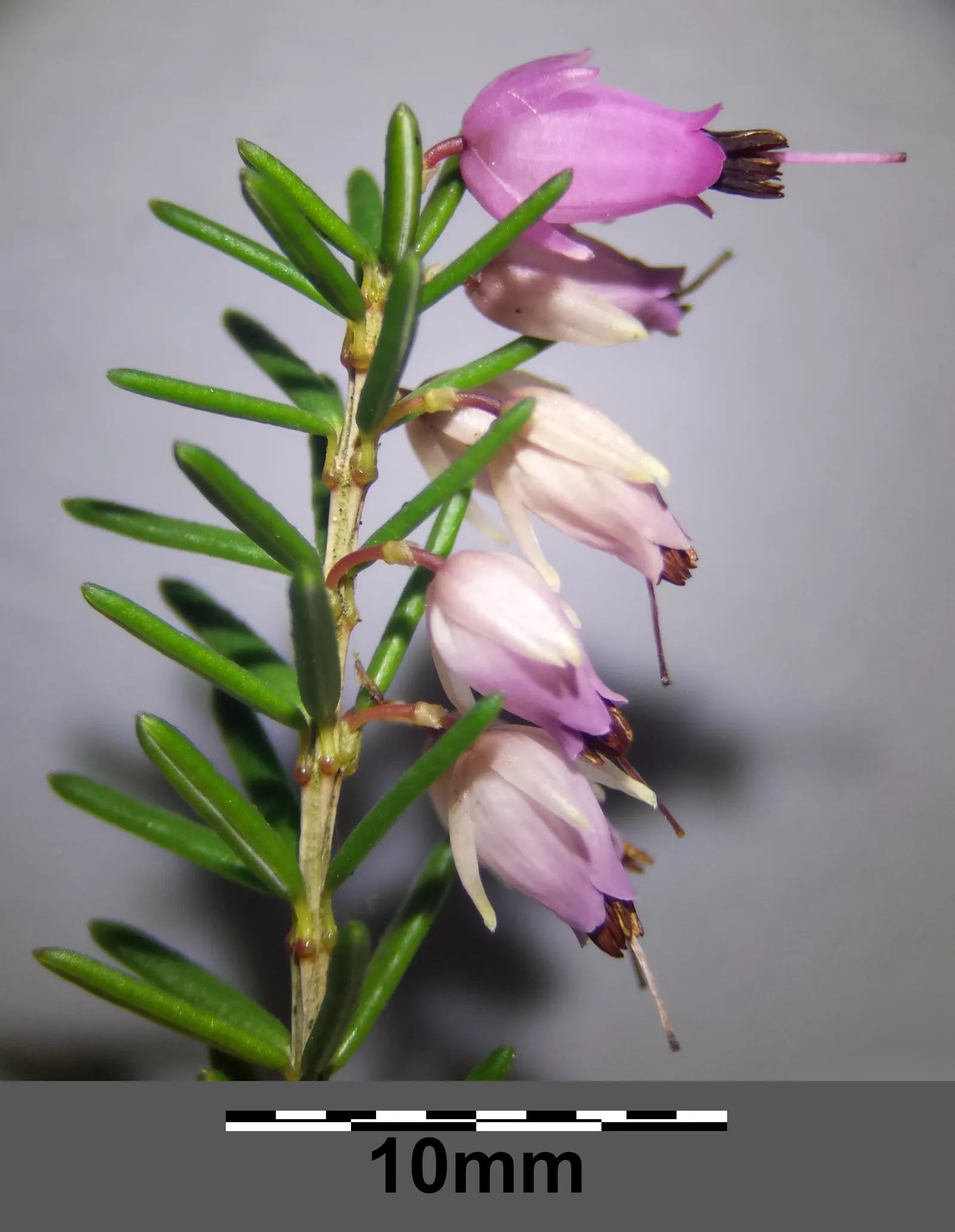 Winter Heath (Erica Carnea) — decorating the plant from late December through April; pink and white flowers in the garden