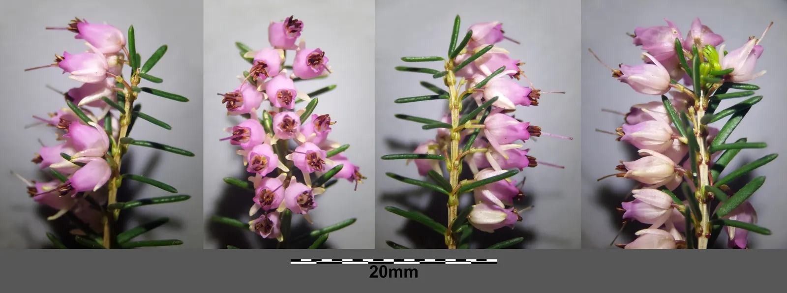 Winter Heath (Erica Carnea) — reliable choice for challenging areas; with their tolerance for drought and poor soils, image 92