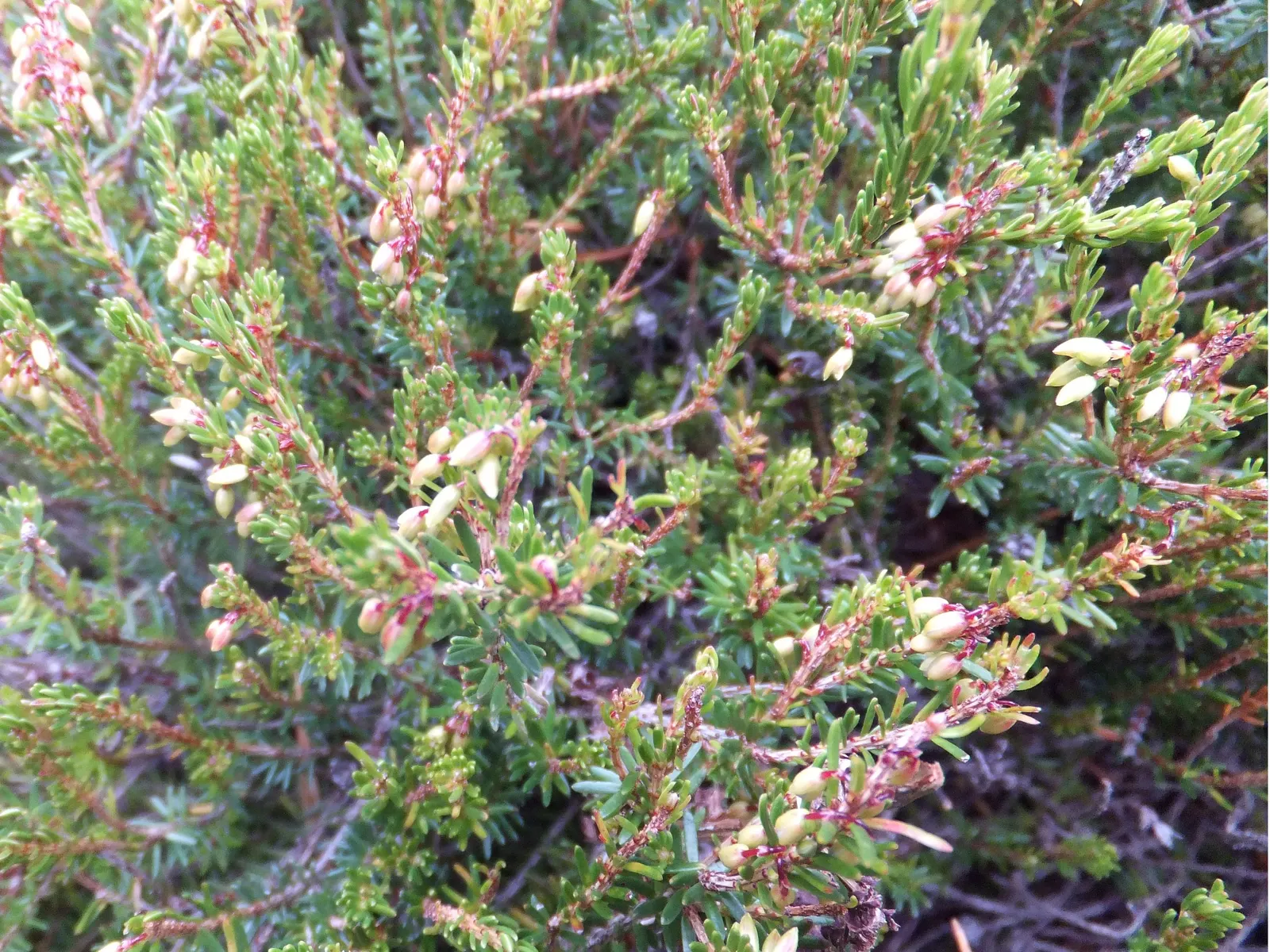 Winter Heath (Erica Carnea) — ground cover / shrub with pink and white blooms
