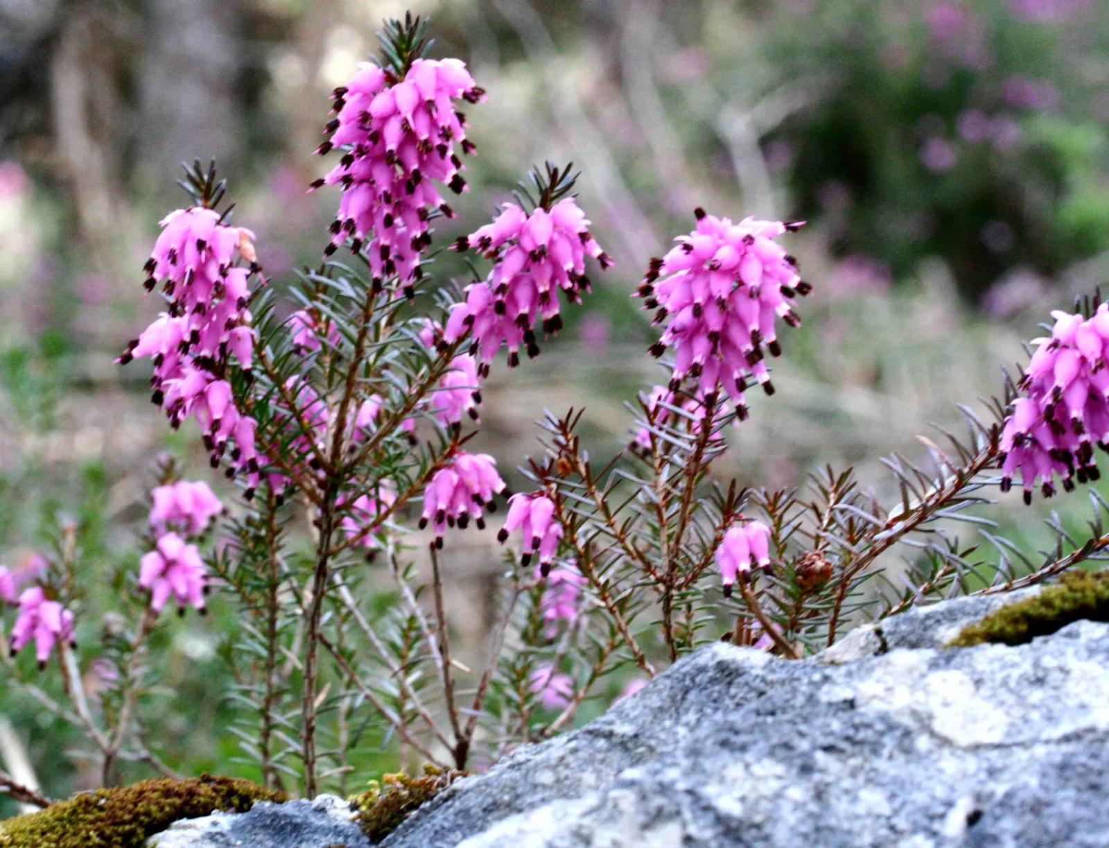 Winter Heath (Erica Carnea) — With their tolerance for drought and poor soils; ground cover / shrub for full or half, image 52