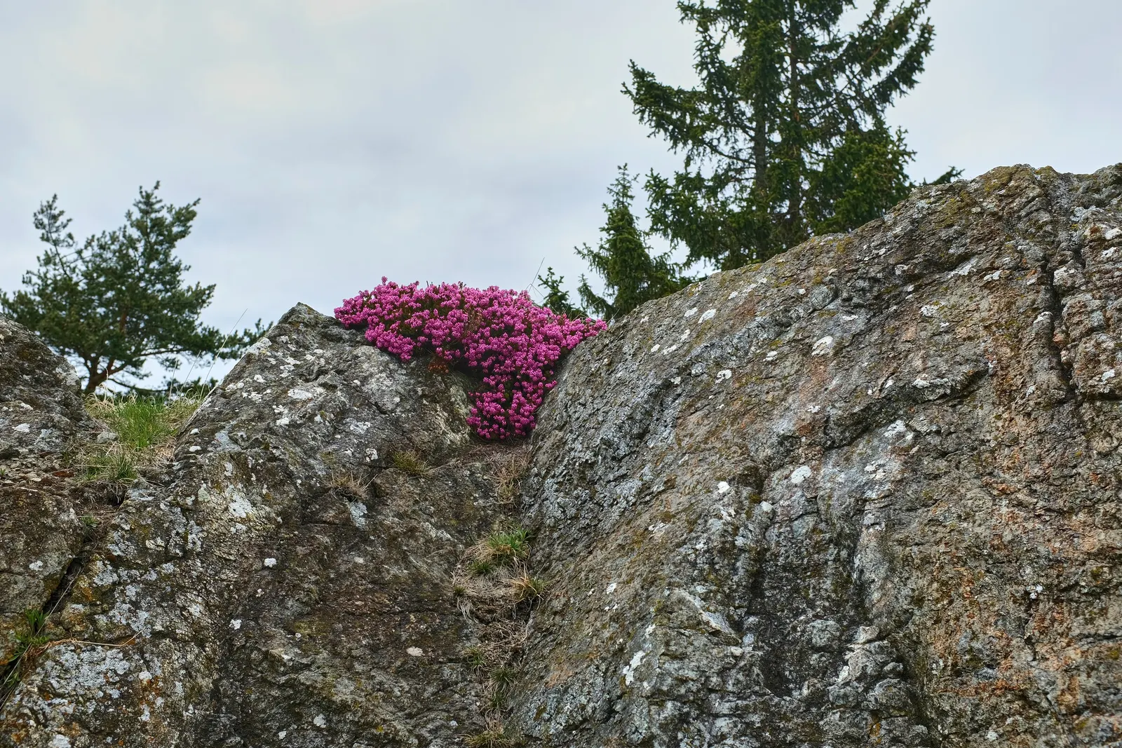 Winter Heath (Erica Carnea) — Thriving in well-drained acidic soil, it reaches heights of 6-12 inches with a spread of up to 24 inches; this hardy, image 42