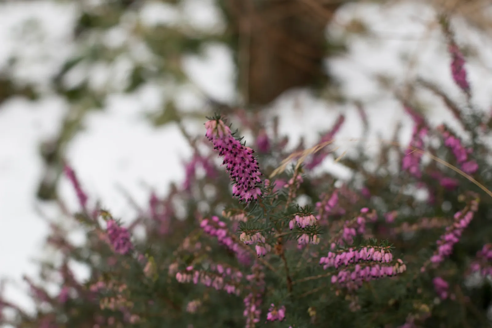 Winter Heath (Erica Carnea) — reliable choice for challenging areas; with their tolerance for drought and poor soils