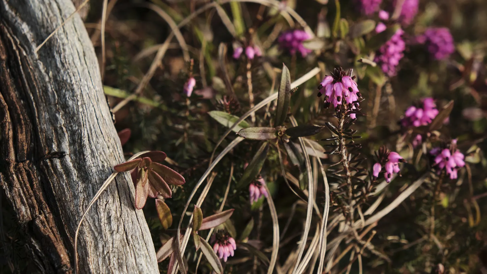 Winter Heath (Erica Carnea) — scientifically named Erica carnea