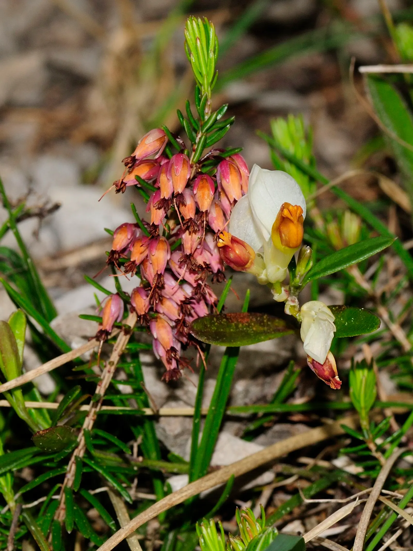 Winter Heath (Erica Carnea) — this hardy plant is ideal for ground cover and rock gardens in USDA zones 5-7; winter Heath (Erica carnea) is an, image 44
