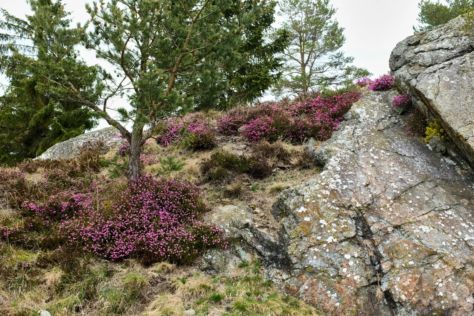 Winter Heath (Erica Carnea) — plant Winter Heath in well-drained; preferring full sun to partial shade, image 50