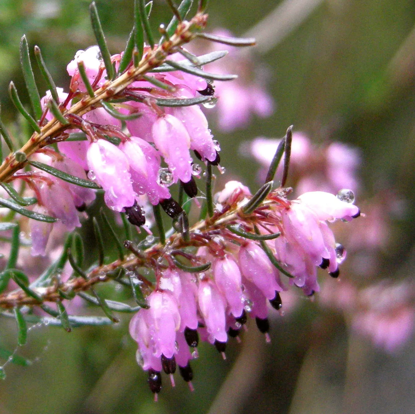 Winter Heath (Erica Carnea) — decorating the plant from late December through April