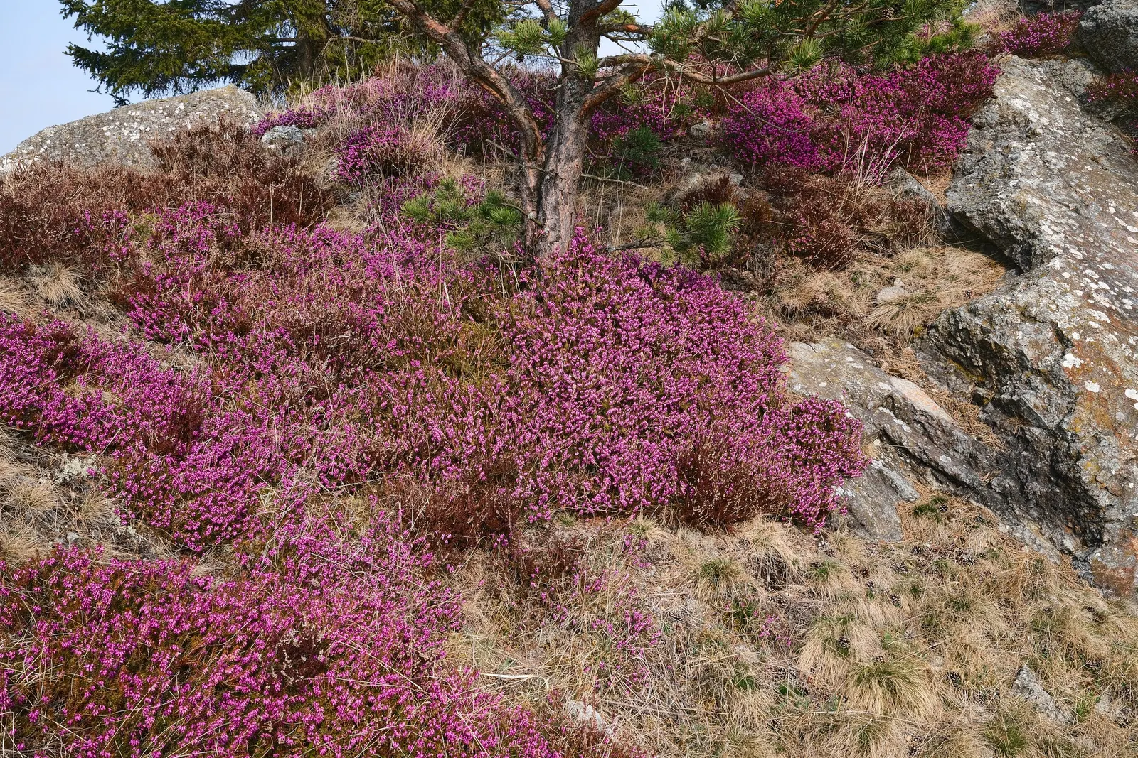 Winter Heath (Erica Carnea) — these plants are a sturdy; scientifically named Erica carnea, image 91