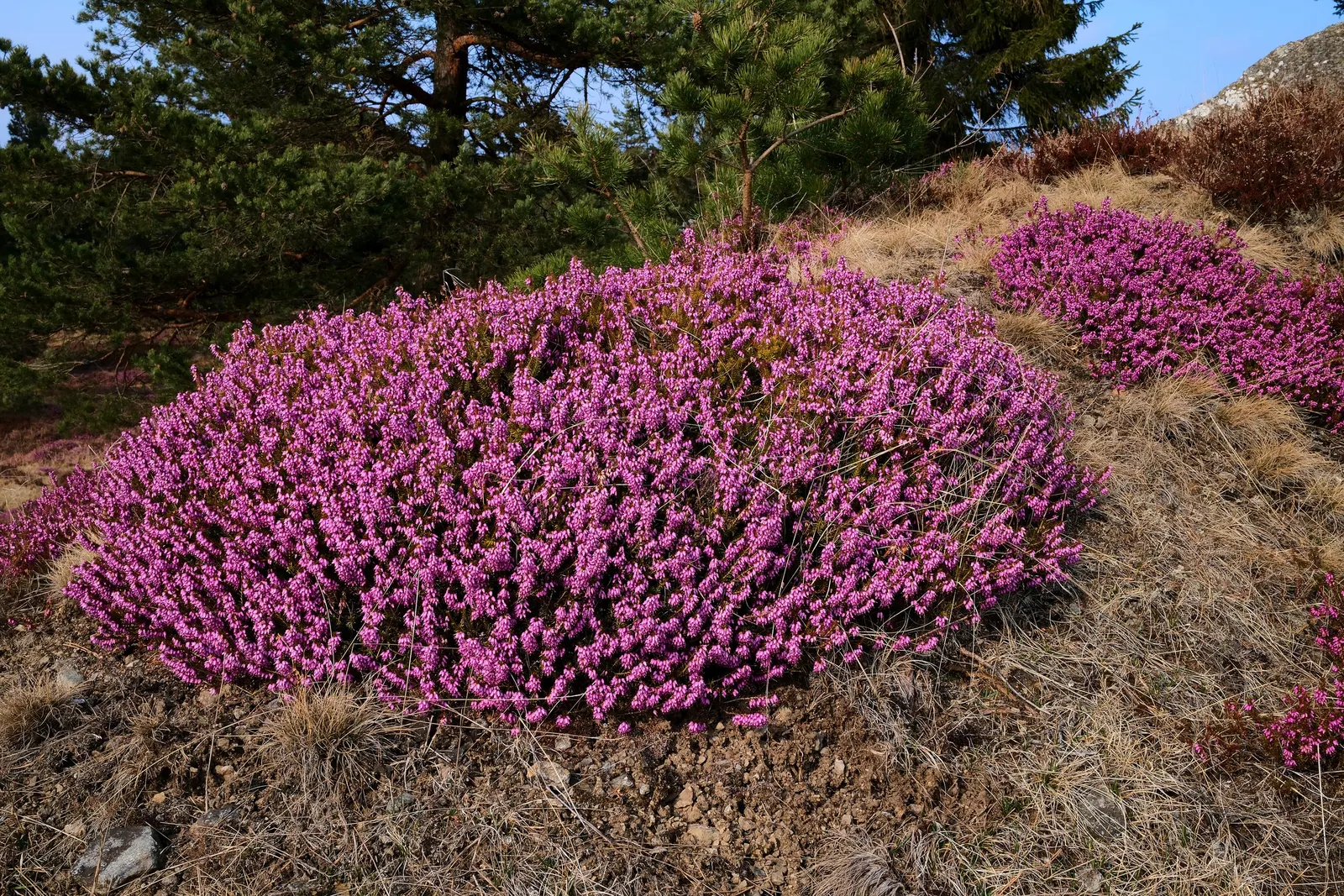 Winter Heath (Erica Carnea) — The needle-like foliage remains a rich green throughout the year, image 86
