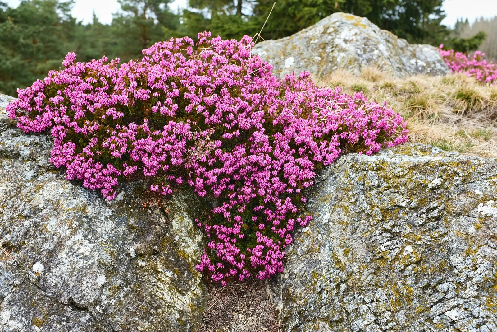 Winter Heath (Erica Carnea) — plant Winter Heath in well-drained; preferring full sun to partial shade, image 69