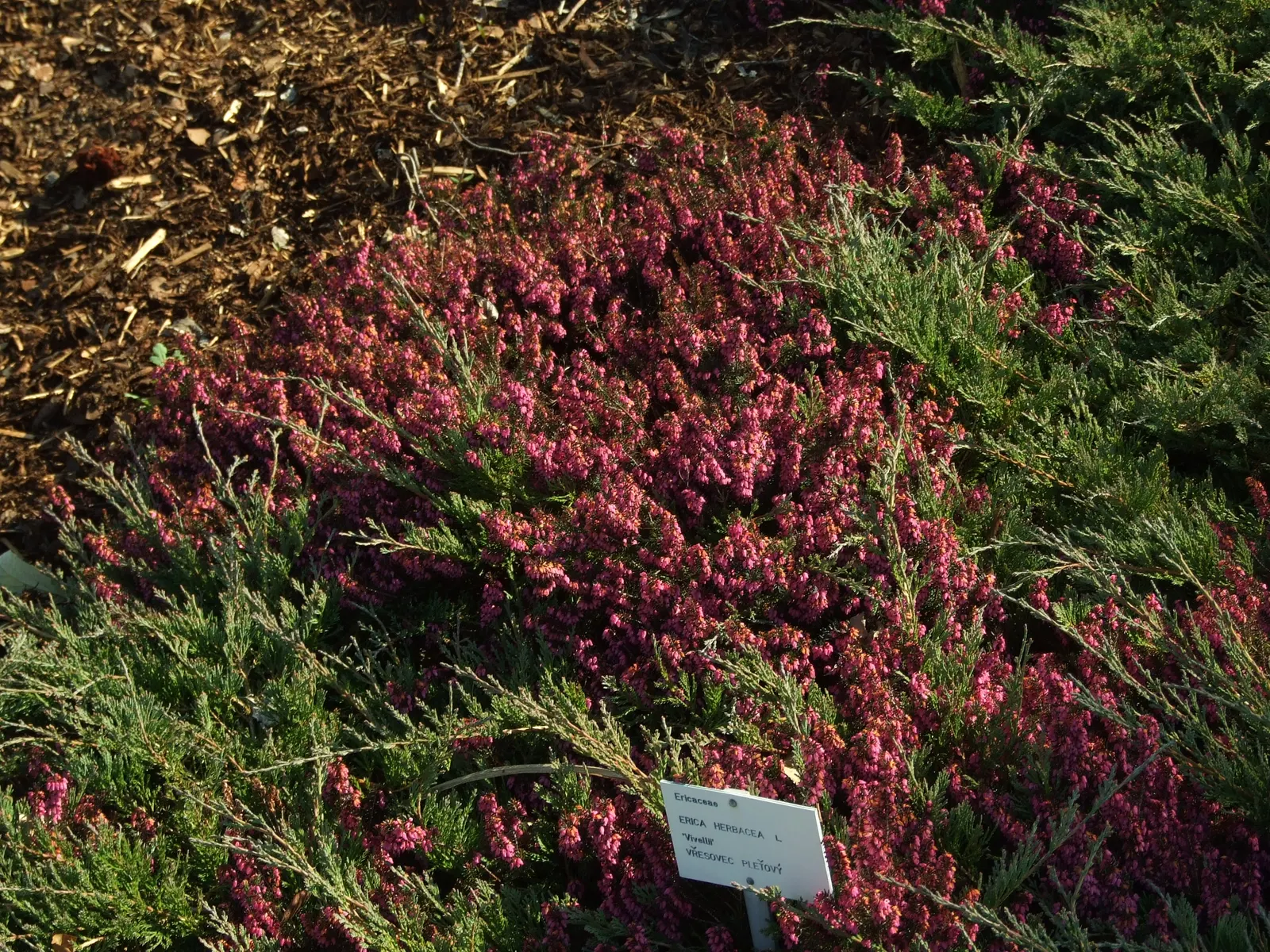 Winter Heath (Erica Carnea) — prized for its vibrant pink to purple flowers that bloom from late winter into early spring; decorating the plant, image 59