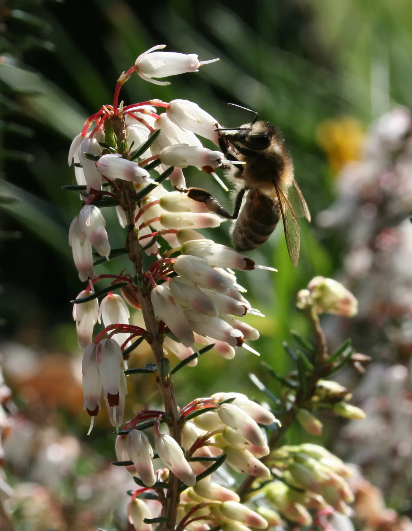 Winter Heath (Erica Carnea) — Thriving in well-drained acidic soil, it reaches heights of 6-12 inches with a spread of up to 24 inches; this hardy, image 80