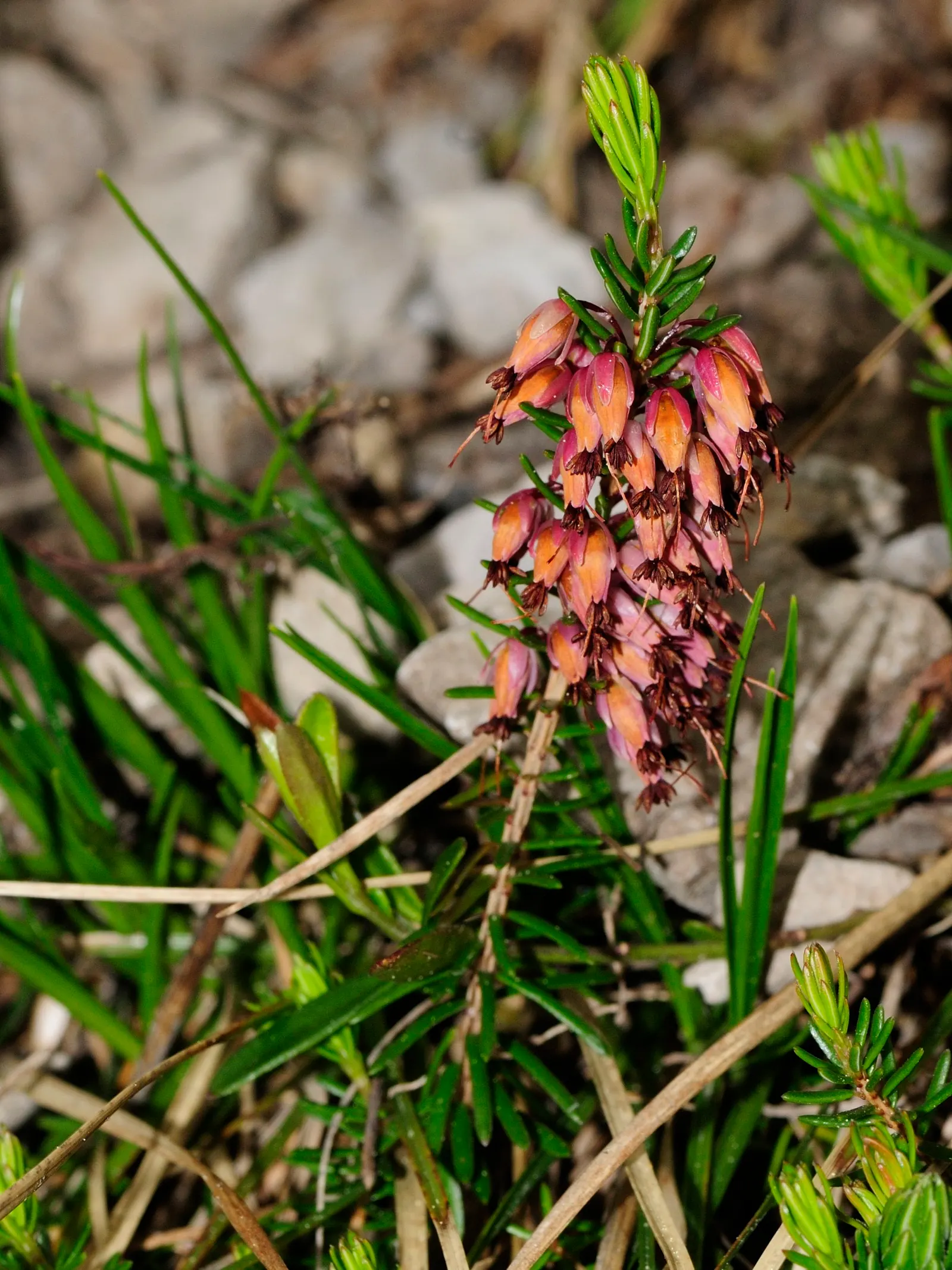 Winter Heath (Erica Carnea) — ground cover / shrub for full or half; reliable choice for challenging areas