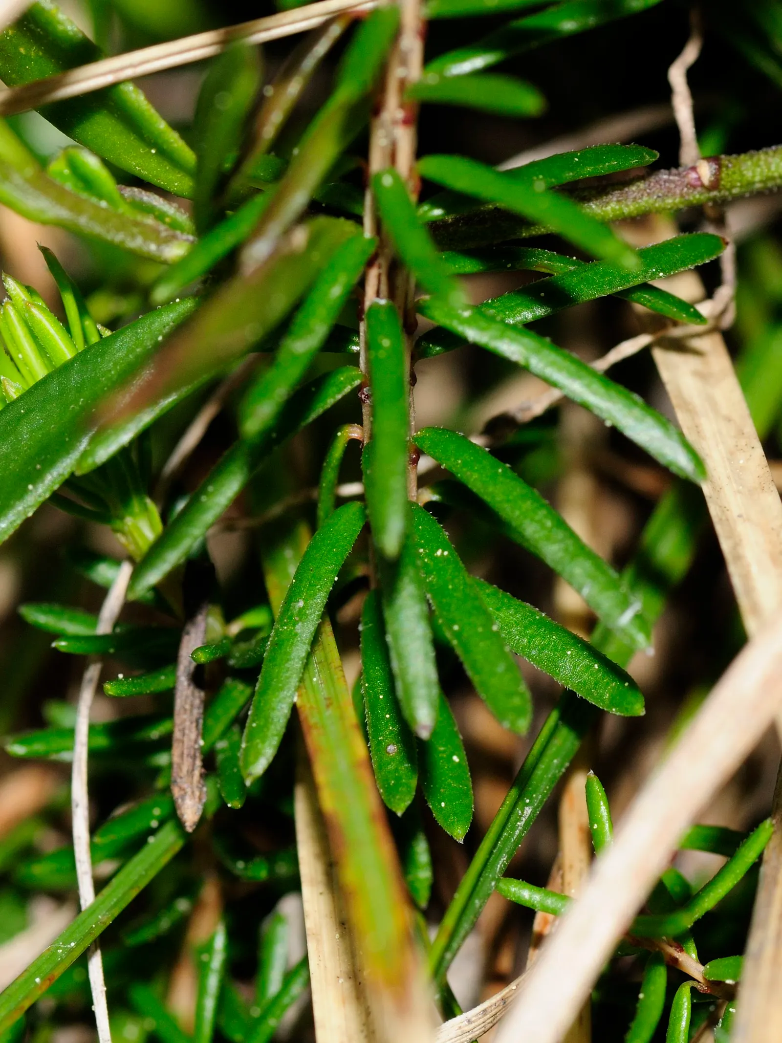 Winter Heath (Erica Carnea) — The needle-like foliage remains a rich green throughout the year, image 29
