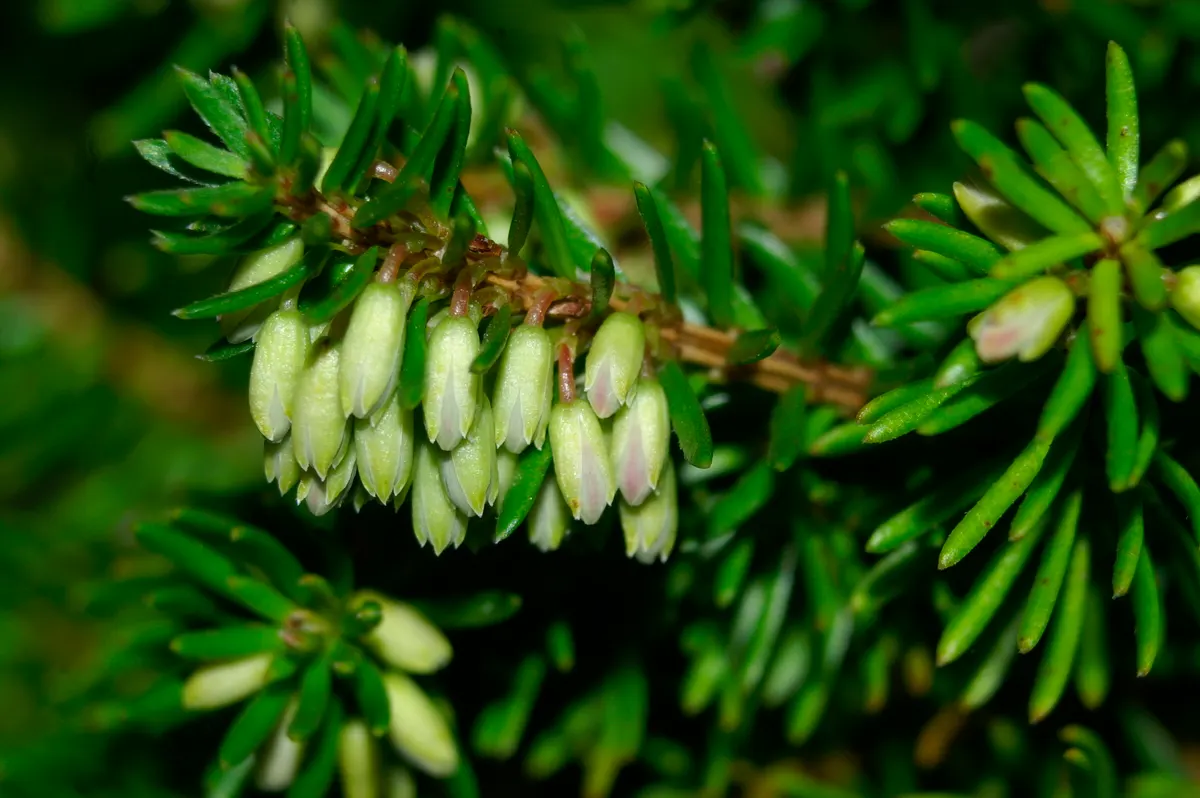 Winter Heath (Erica Carnea) — Preferring full sun to partial shade; they thrive in full sun to partial shade and need little maintenance once, image 62