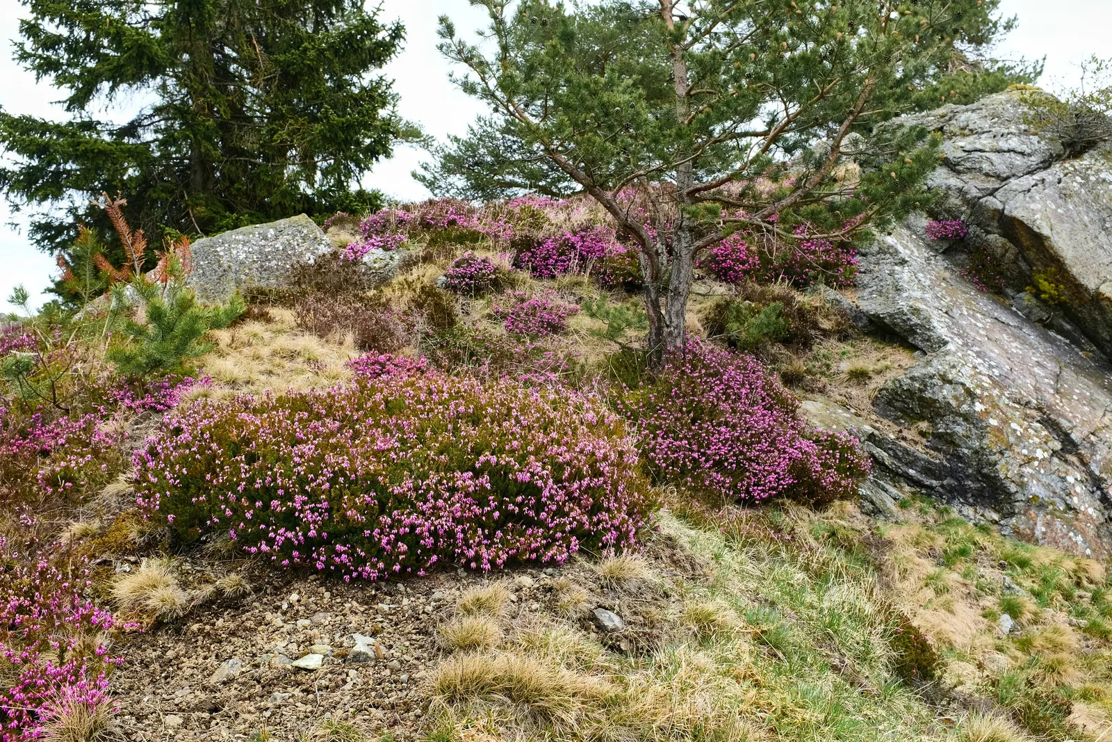 Winter Heath (Erica Carnea) — scientifically named Erica carnea; this hardy plant is known for its remarkable ability to flourish even during the, image 83