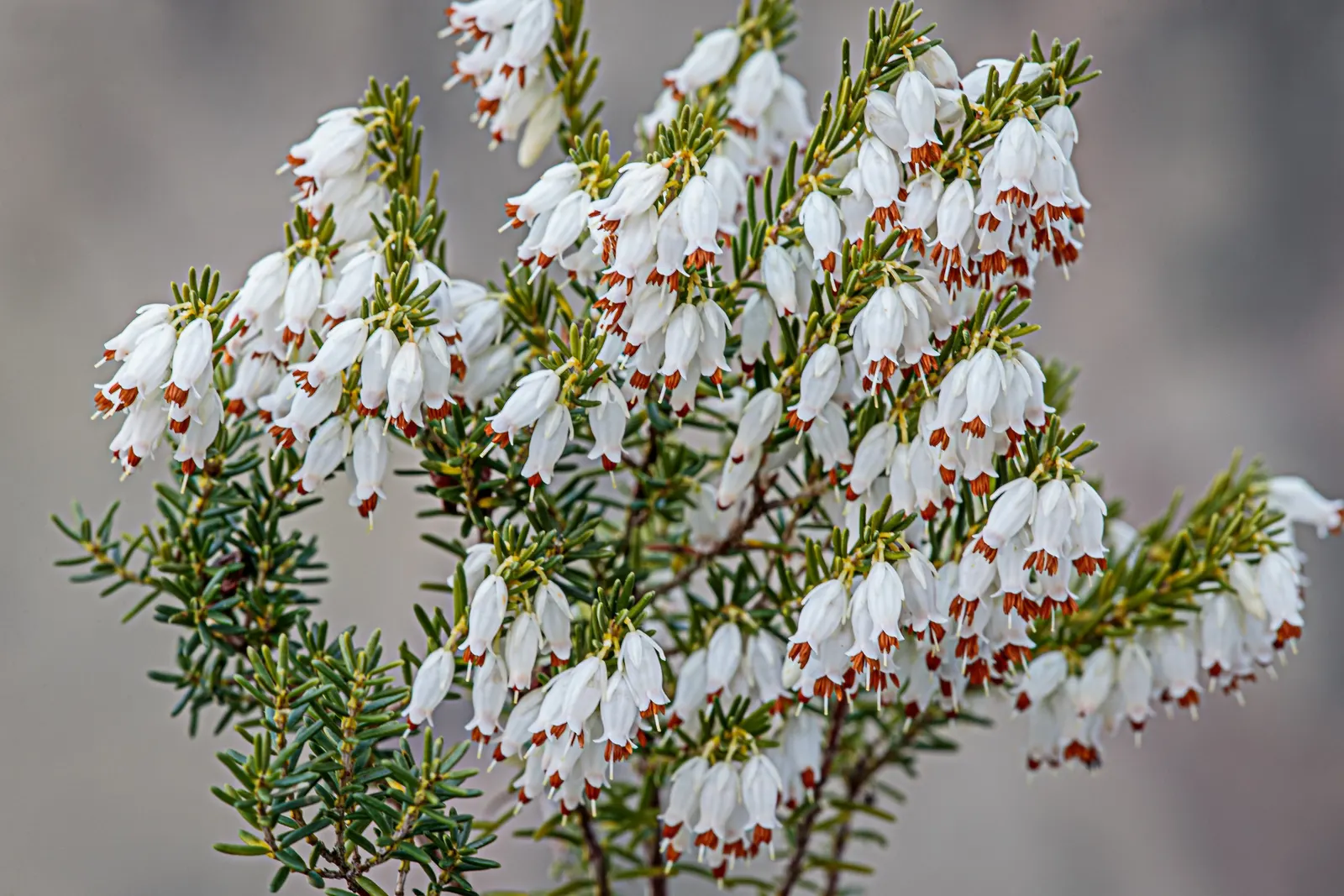 Winter Heath (Erica Carnea) — prized for its vibrant pink to purple flowers that bloom from late winter into early spring; decorating the plant, image 78