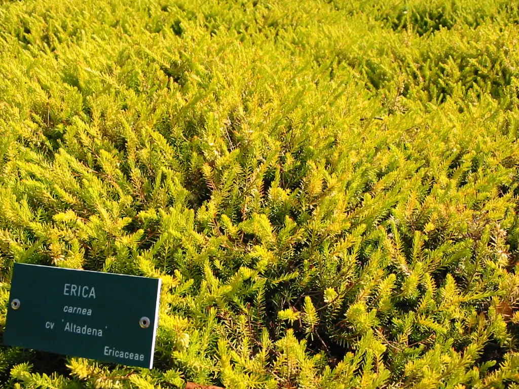 Winter Heath (Erica Carnea) — ground cover / shrub for full or half