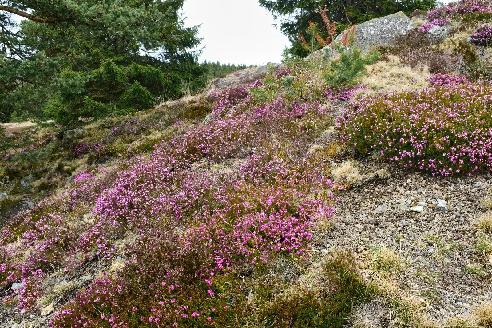 Winter Heath (Erica Carnea) — ground cover / shrub for full or half; reliable choice for challenging areas, image 95