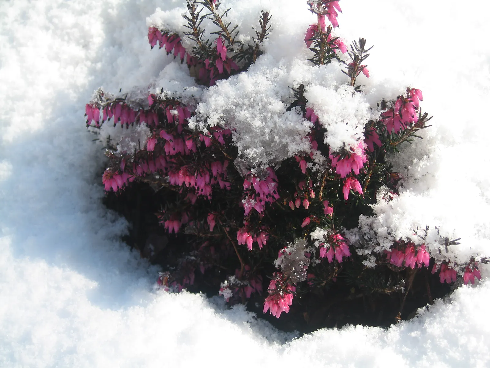 Winter Heath (Erica Carnea) — With their tolerance for drought and poor soils; ground cover / shrub for full or half